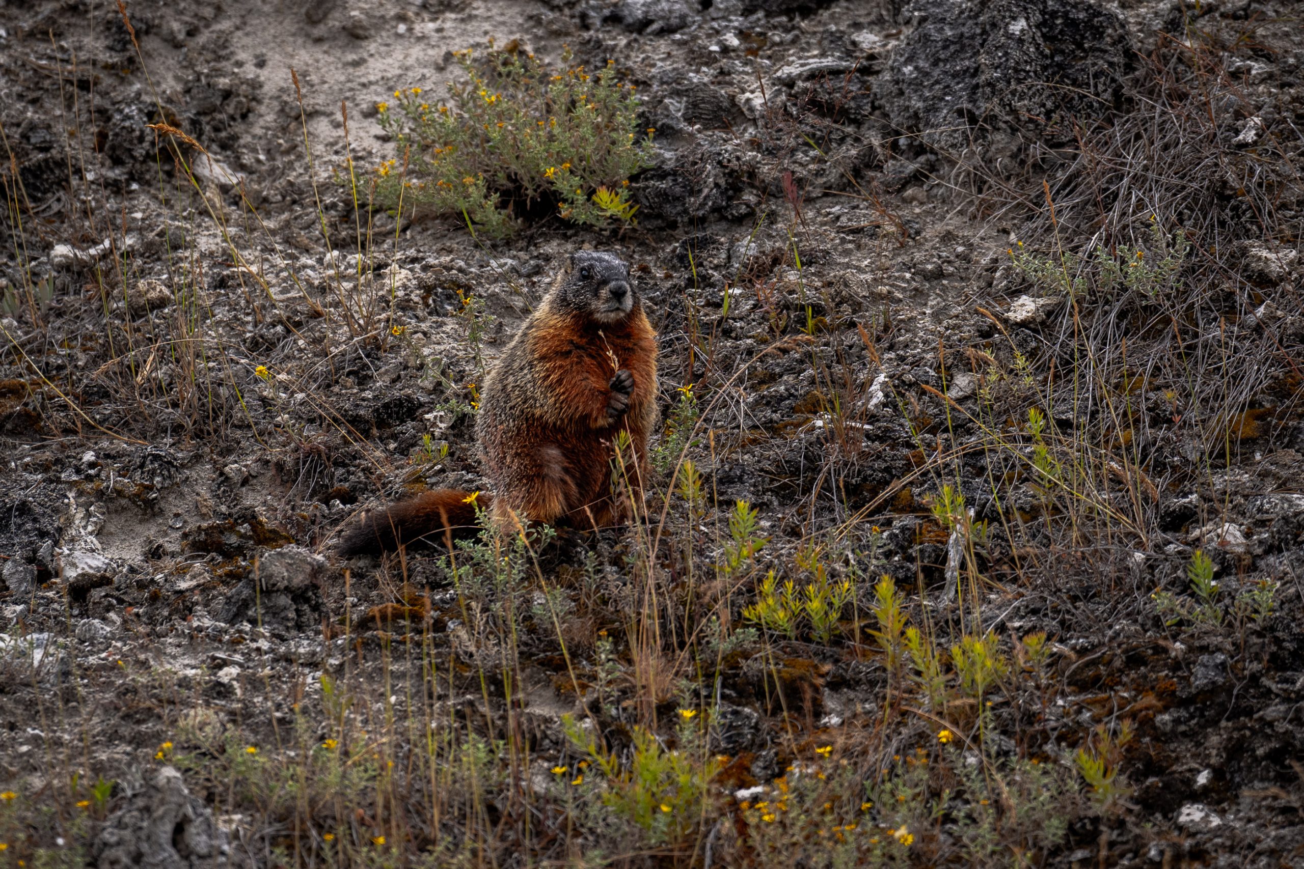 Marmotte à ventre jaune des Rocheuses