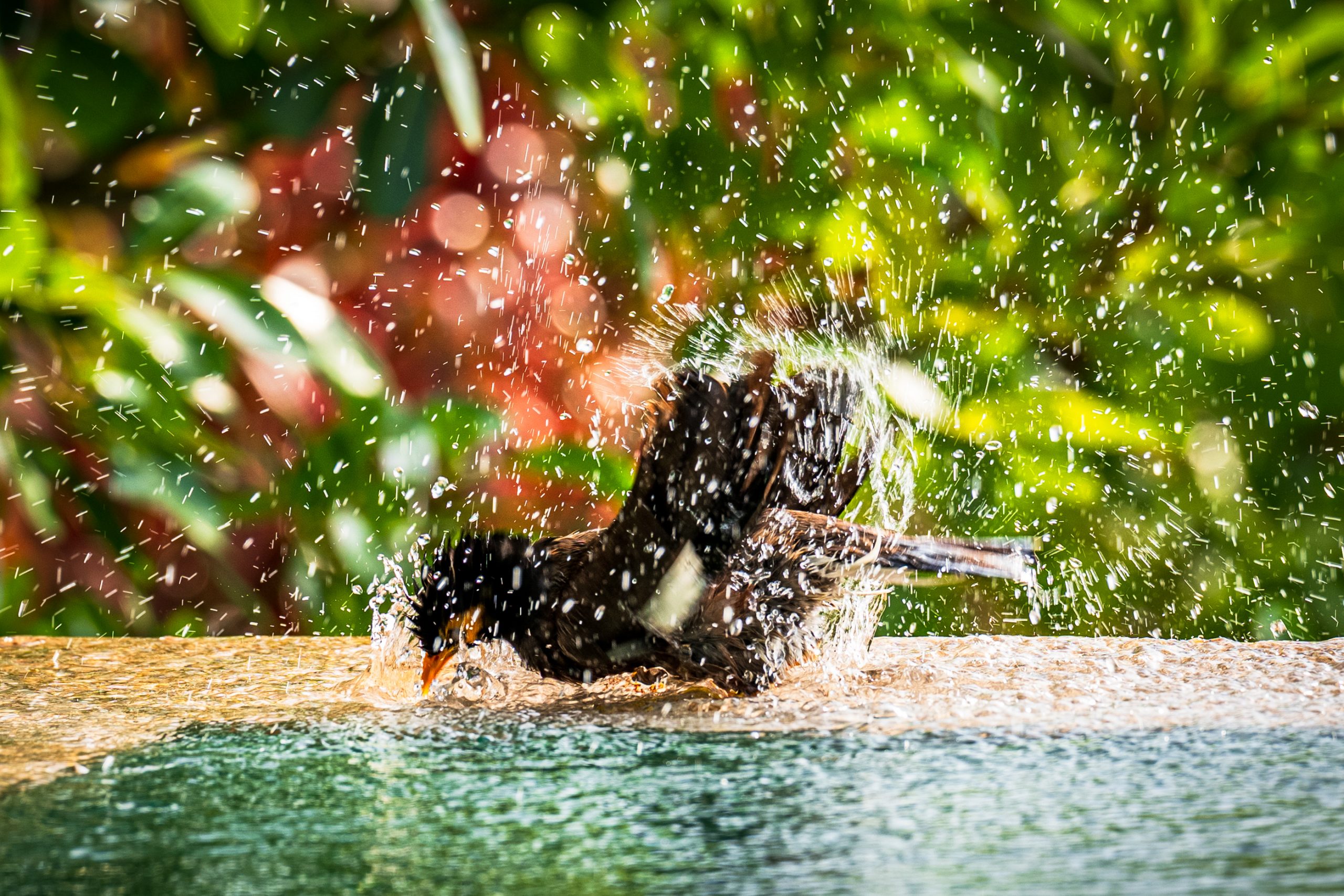 Merle noir éclaboussant au bain
