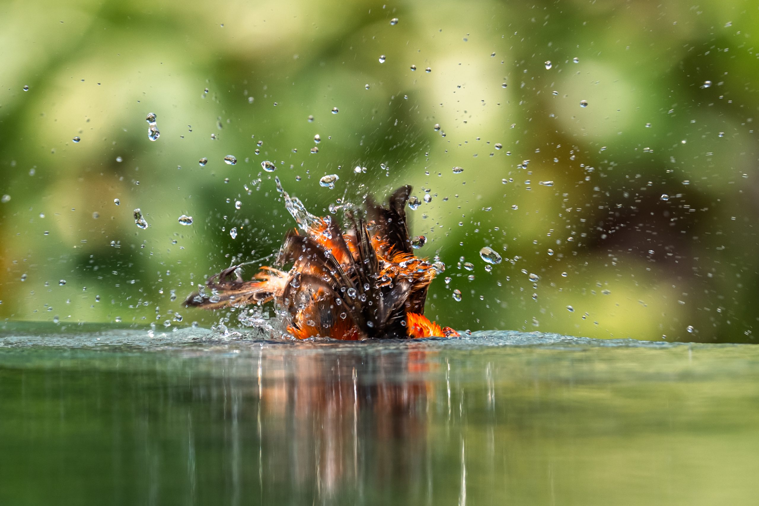 Oriole de Baltimore en plein bain