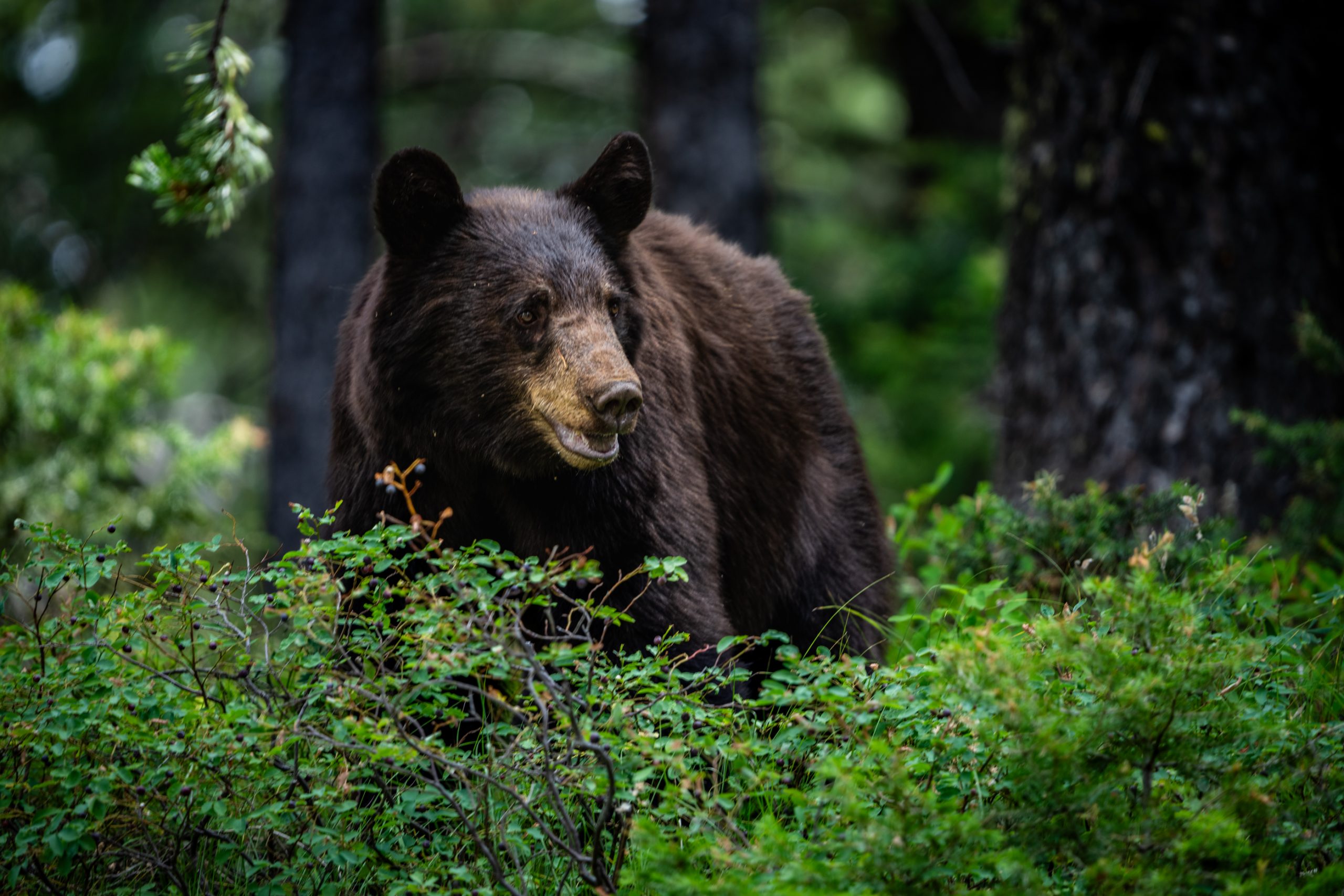 Ours noir en sous-bois