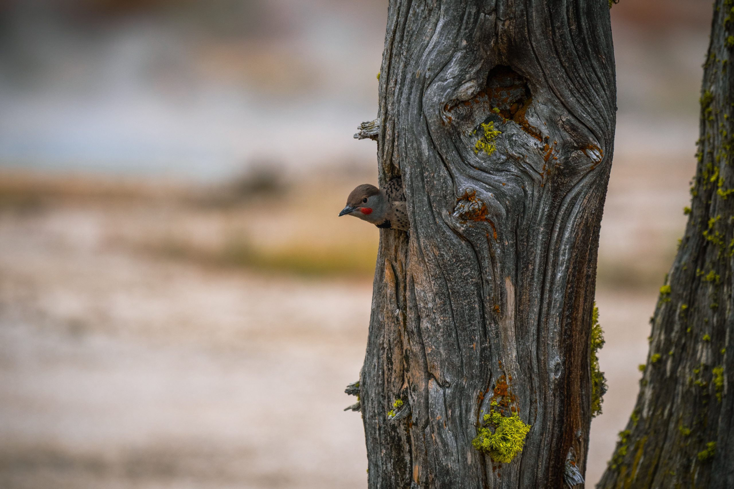 Pic flamboyant émergeant du tronc