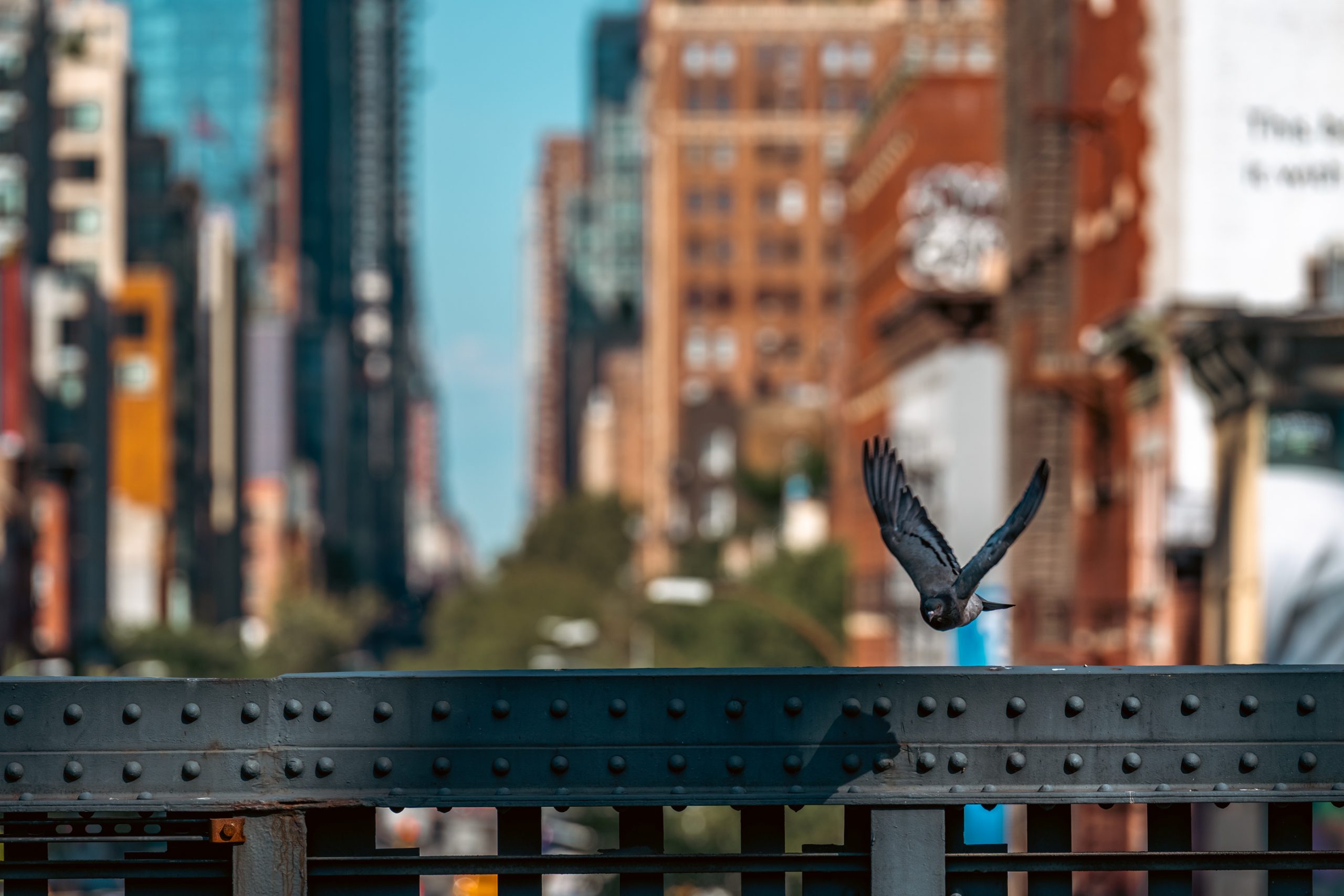Pigeon en plein vol sur passerelle