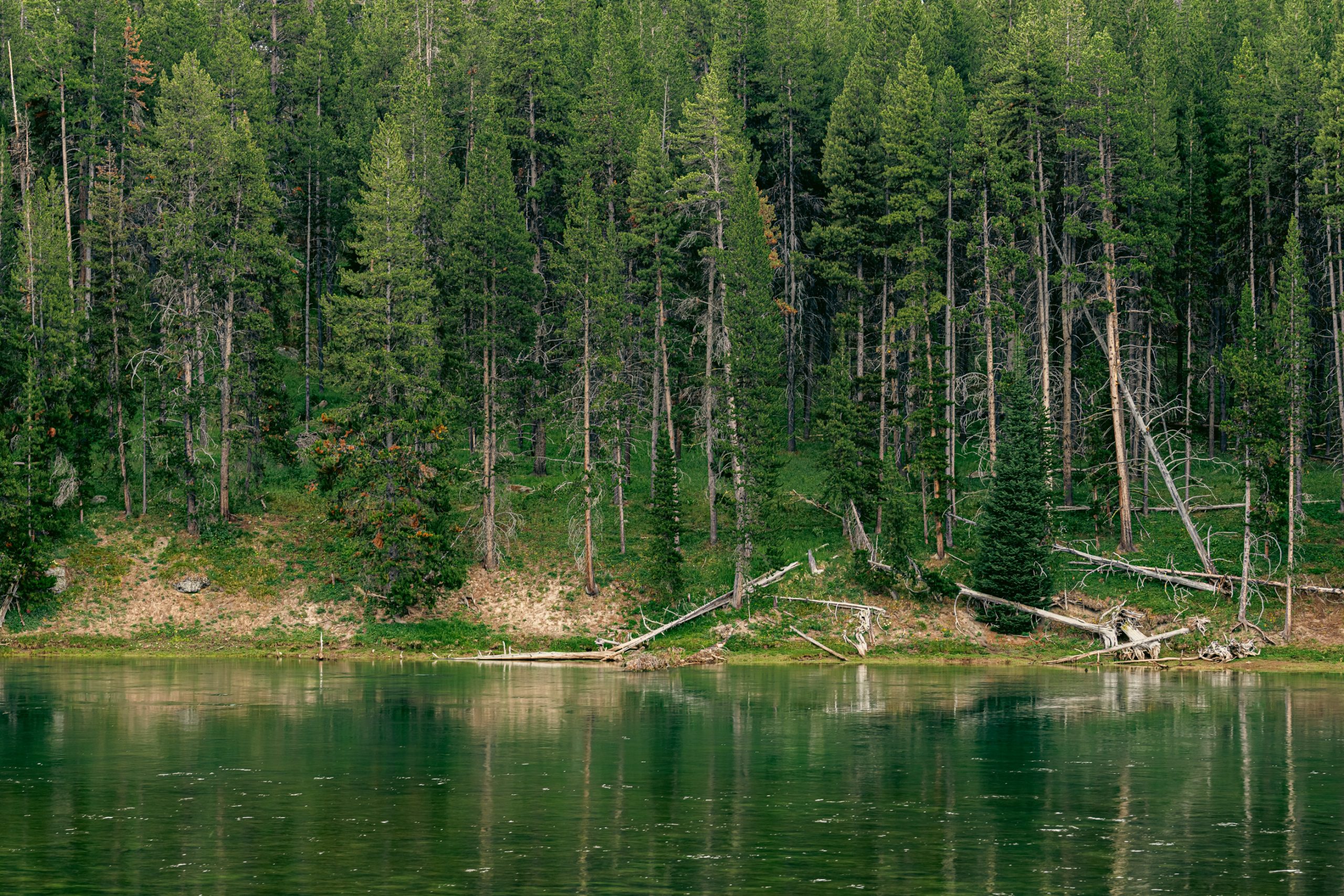 Pinède au bord du lac