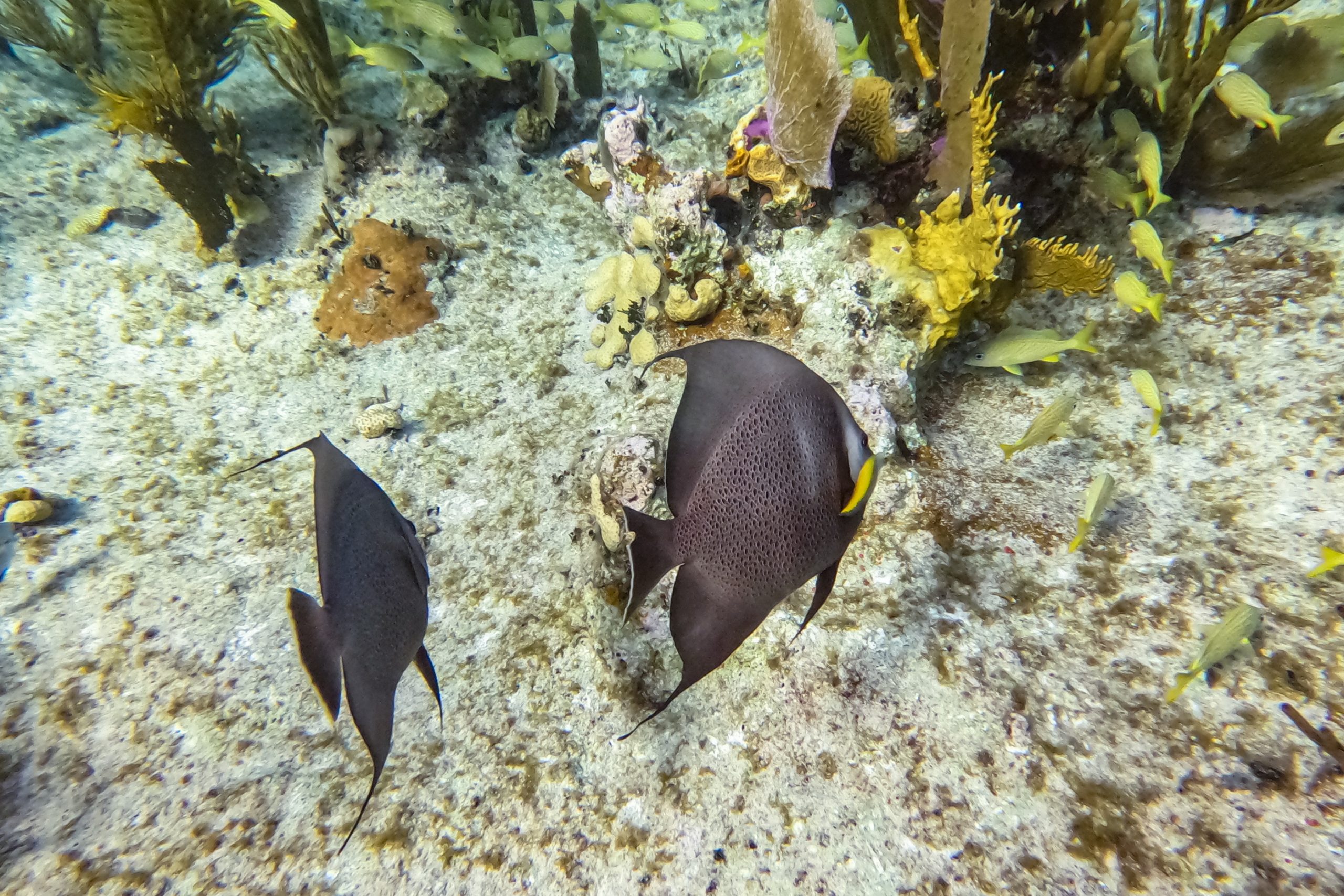 Poissons-anges gris du récif