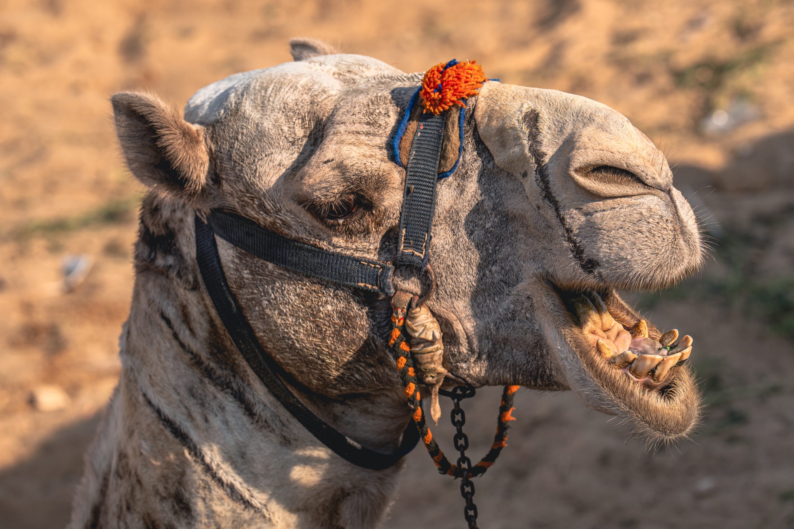 Portrait de dromadaire au pompon orange