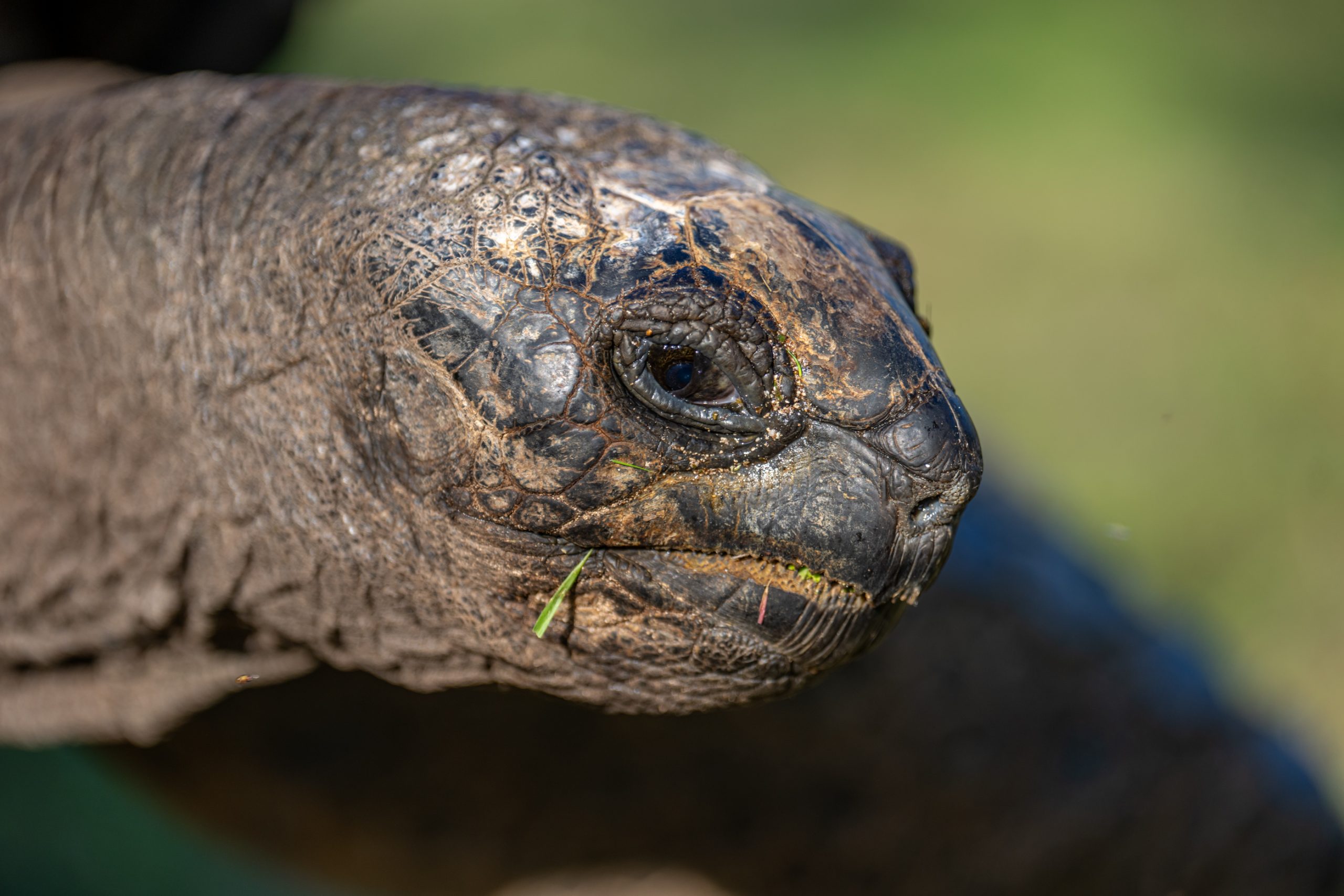 Portrait de tortue géante des Galápagos