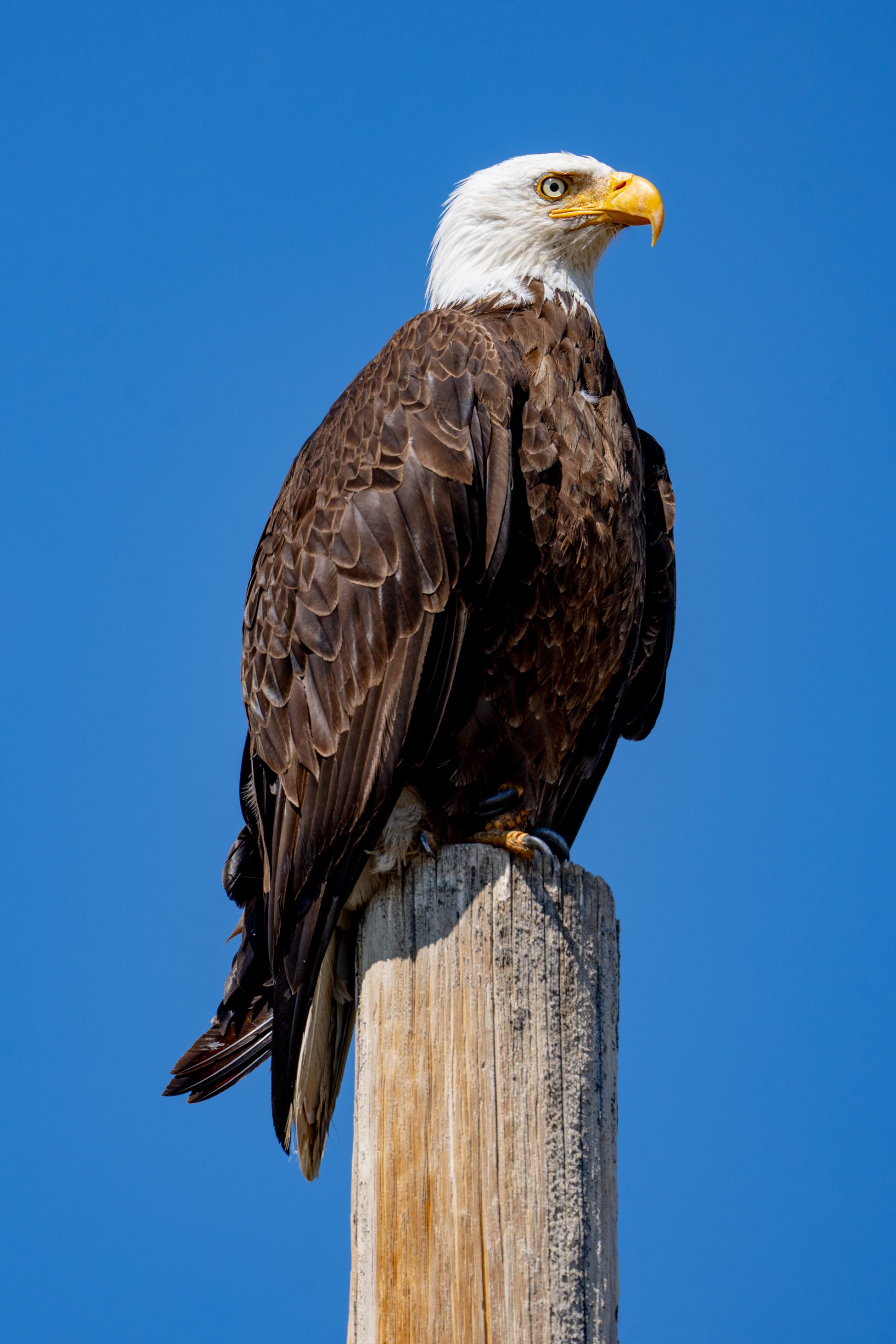 Pygargue à tête blanche perché