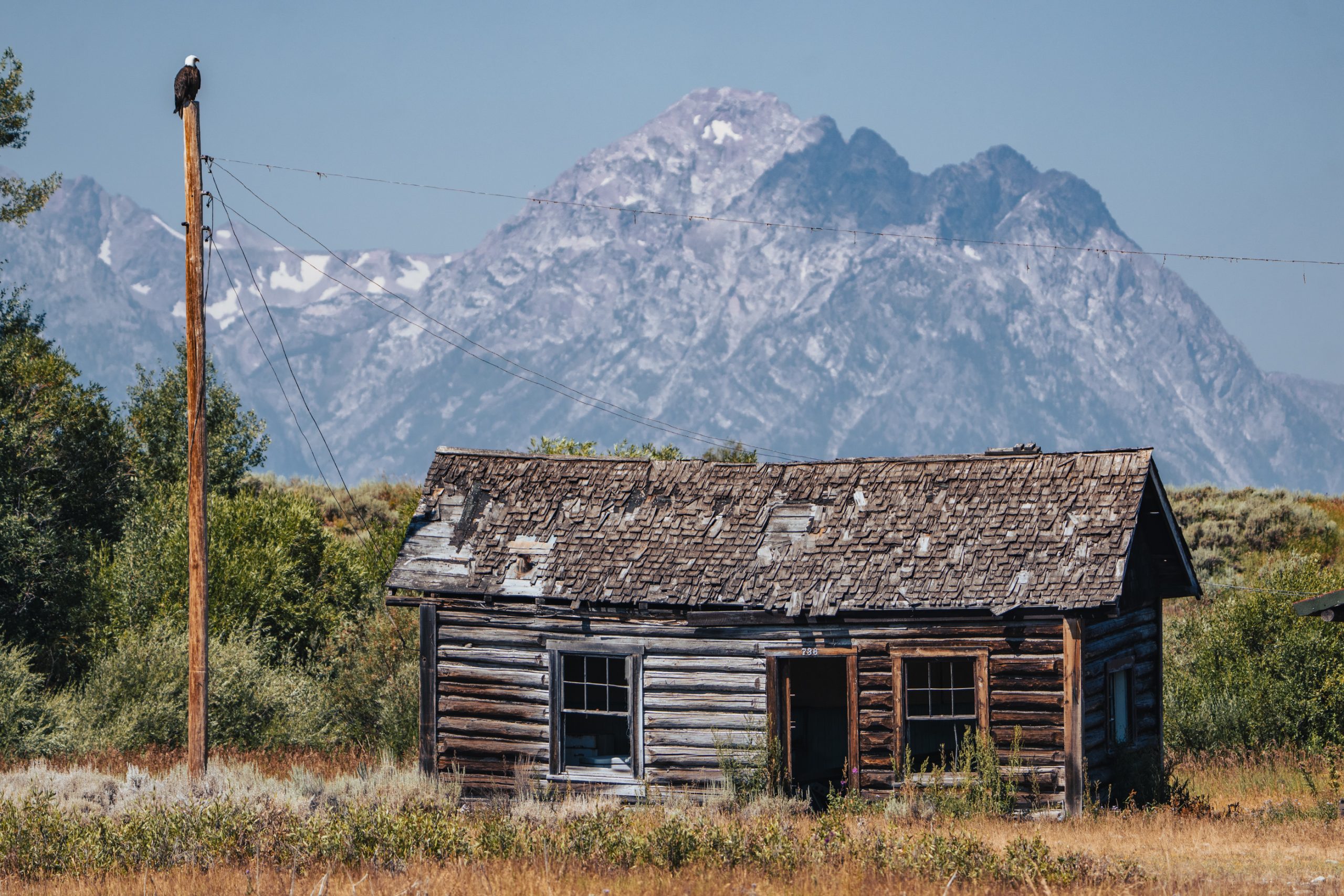 Pygargue perché près de cabane