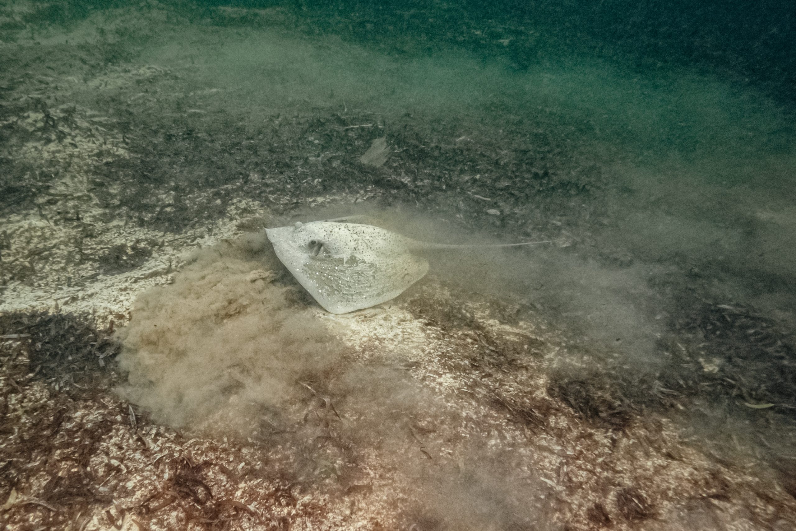 Raie Pastenague dans Posidonie