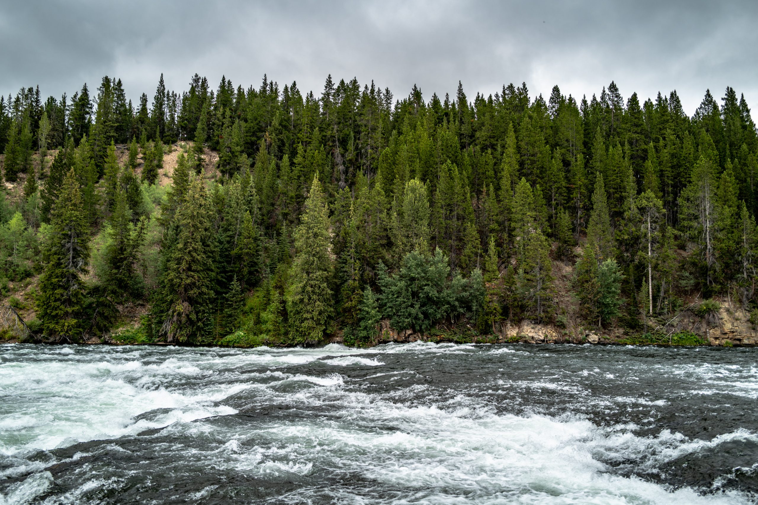 Rapides en forêt de pins