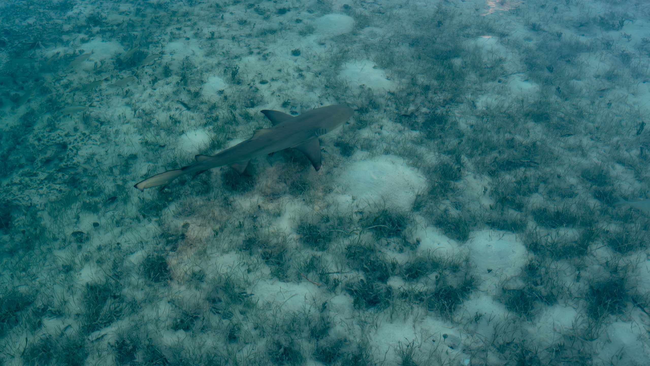 Requin gris des Caraïbes