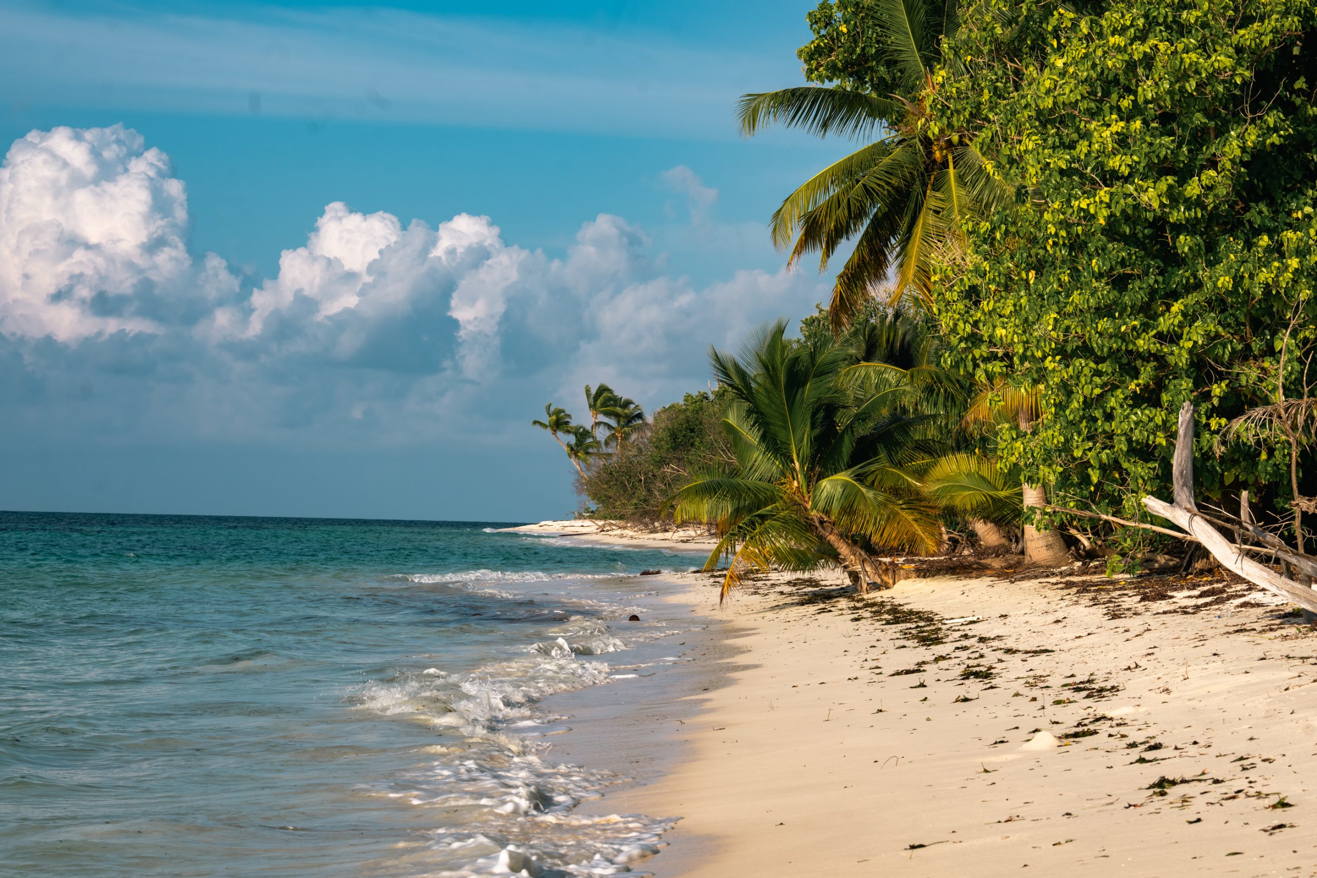 Rivage de sable blanc et cocotiers