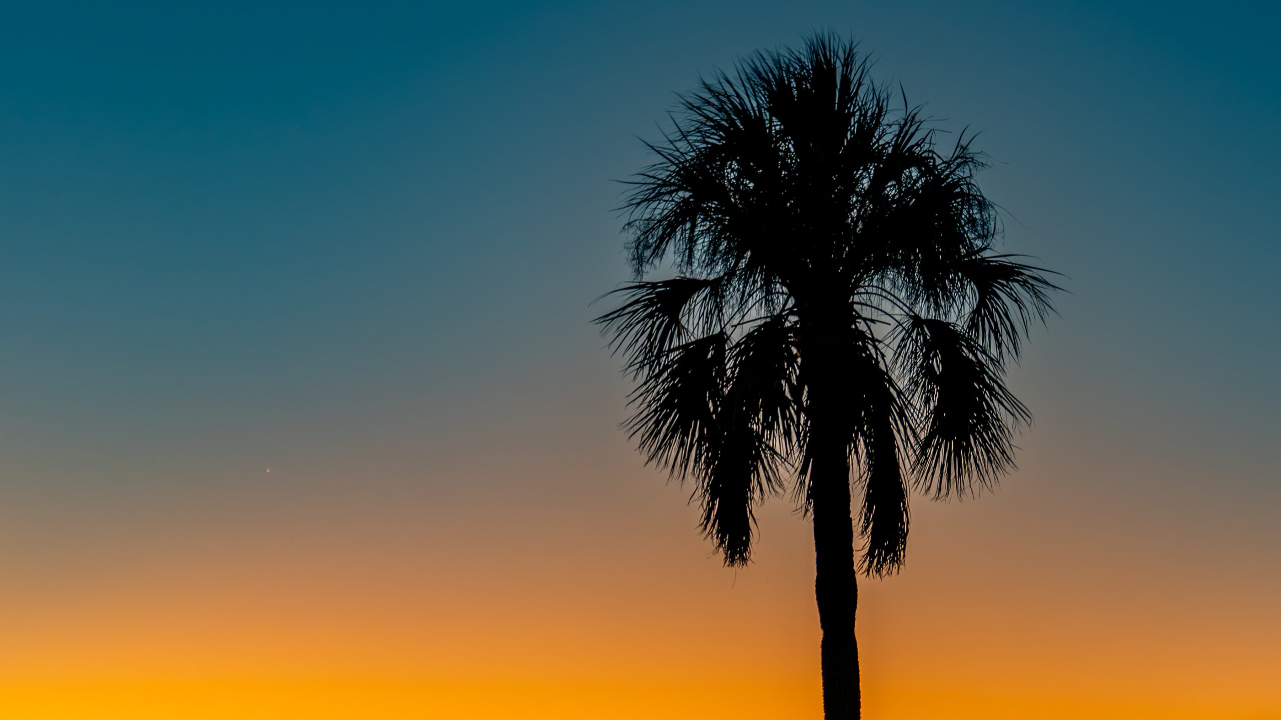 Silhouette de Palmier Washingtonia