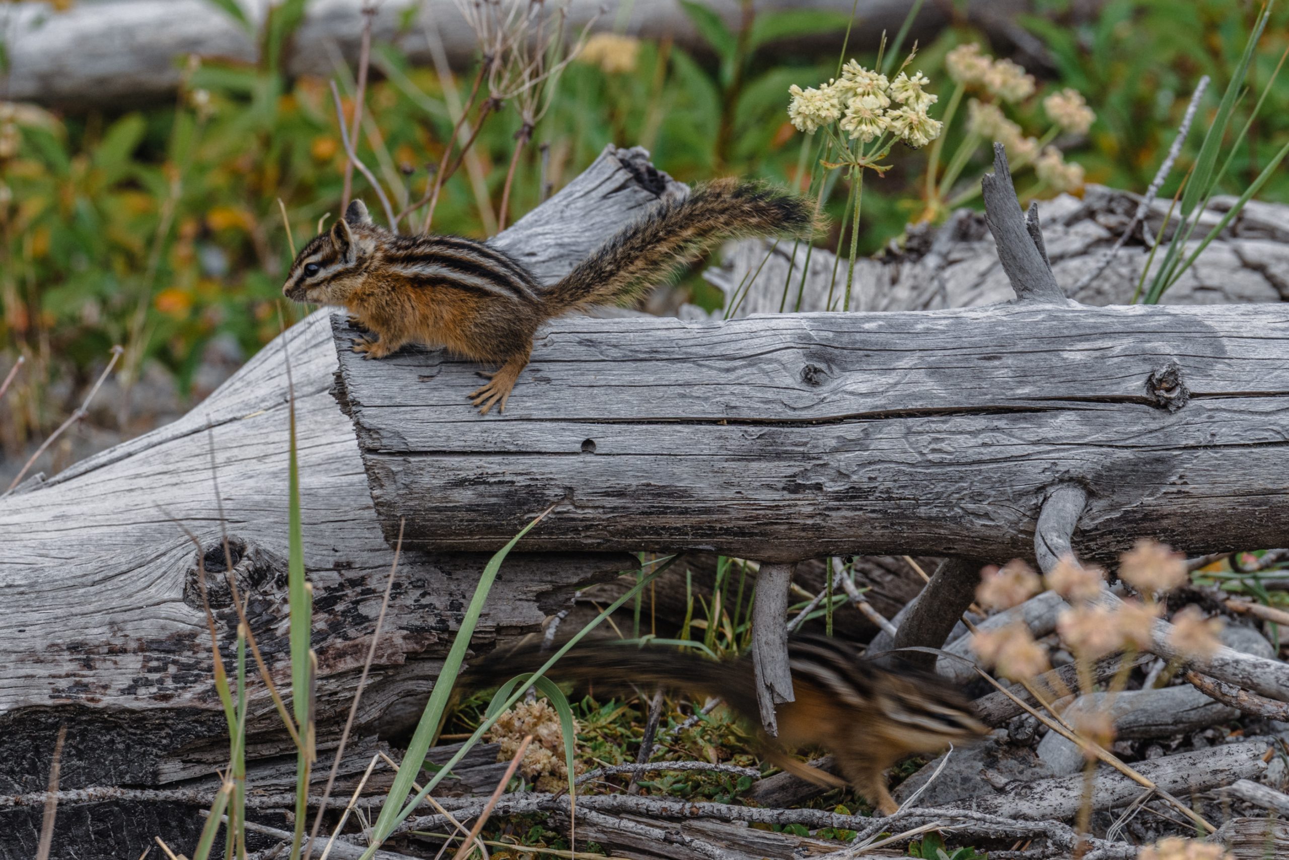 Tamia rayé sur vieux tronc