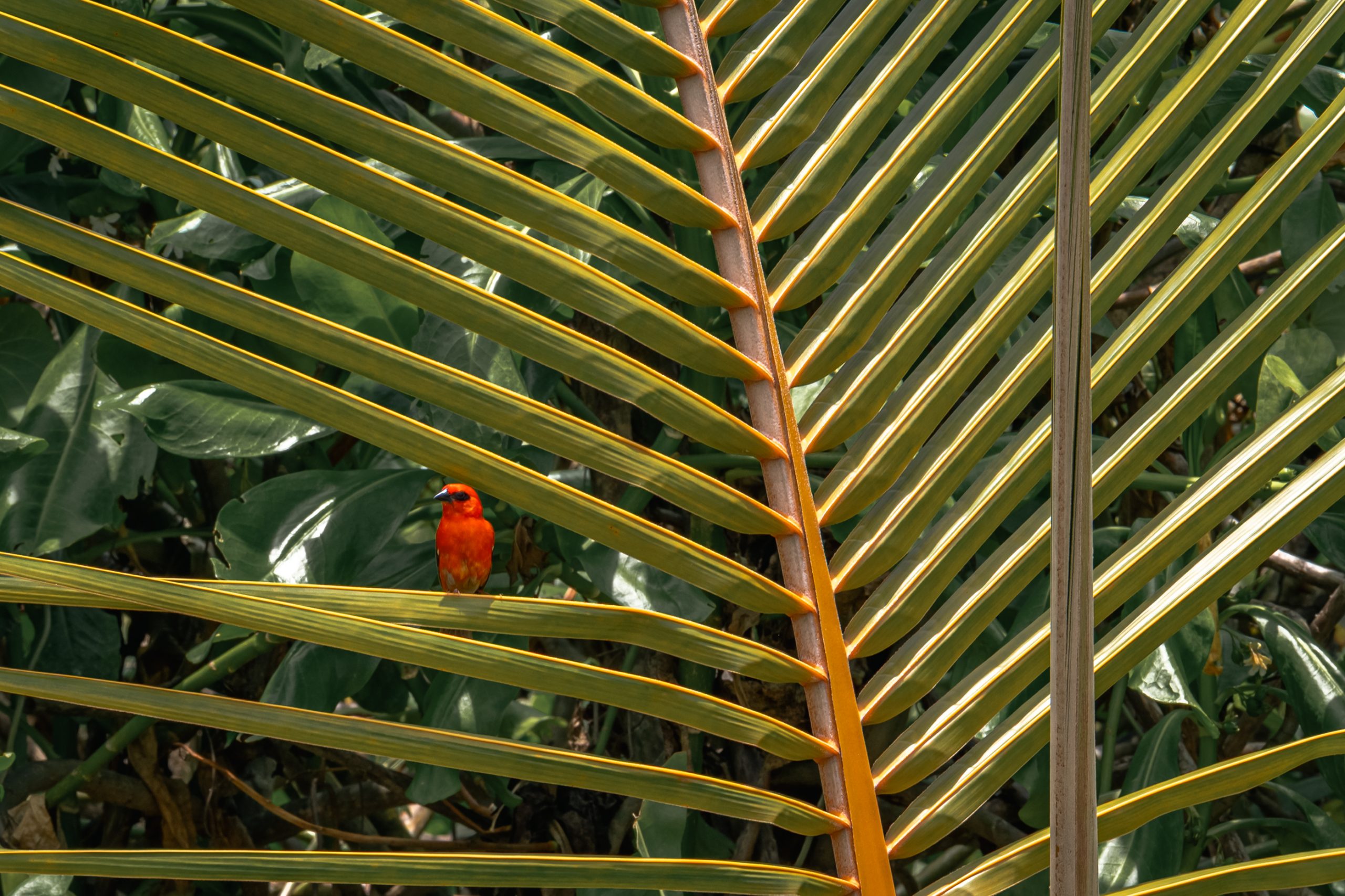 Tangara écarlate sur palmier
