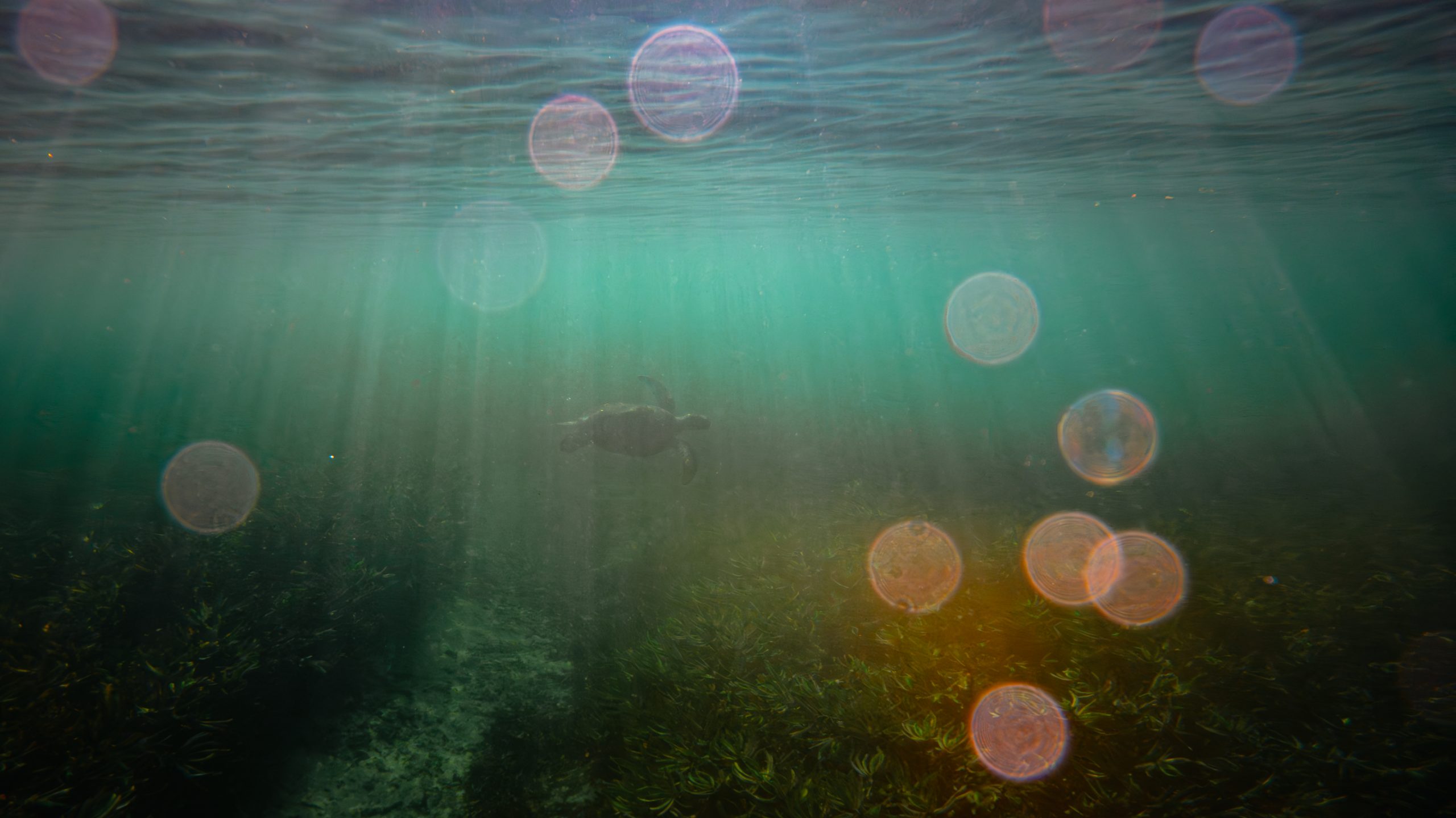Tortue Verte sur Posidonie