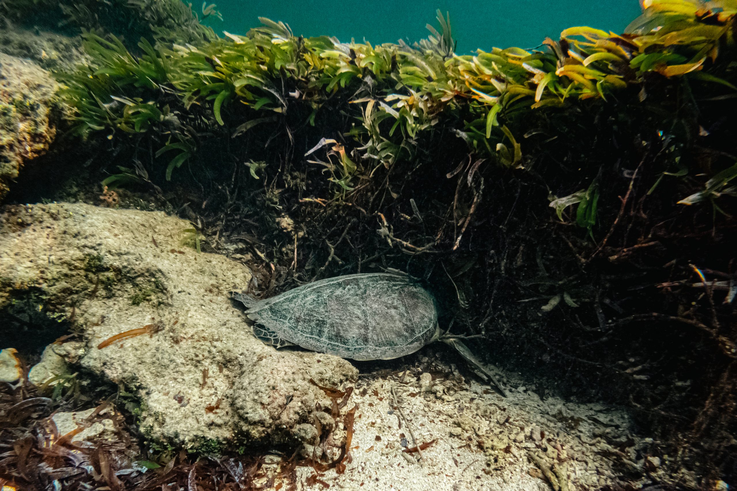 Tortue verte sous posidonie