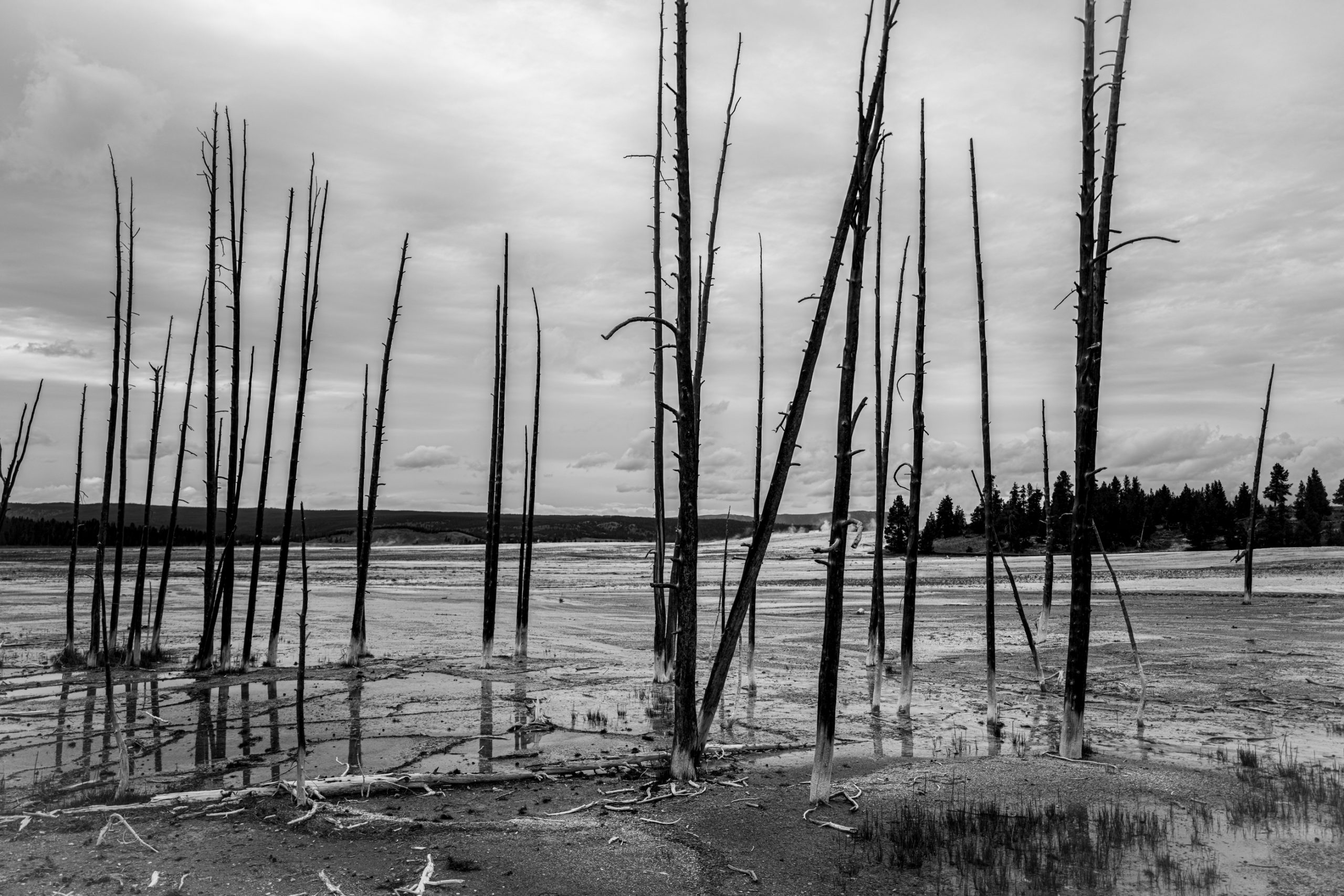 Troncs secs du bassin West Thumb