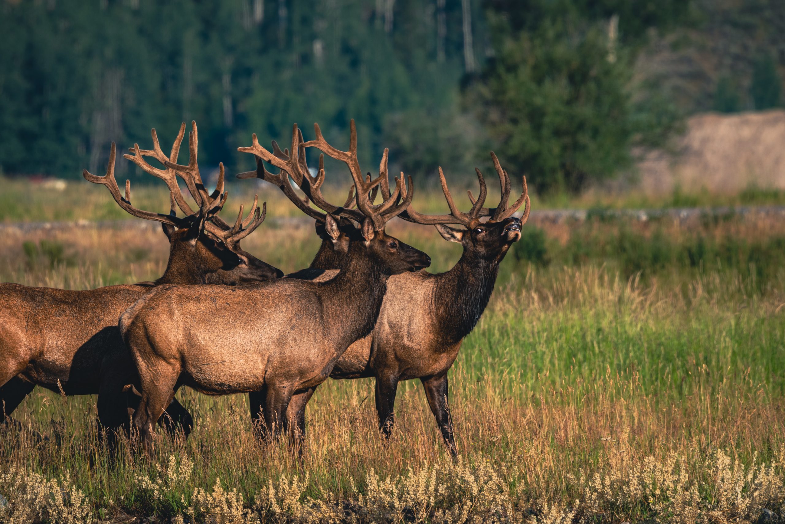 Troupe de wapitis en prairie