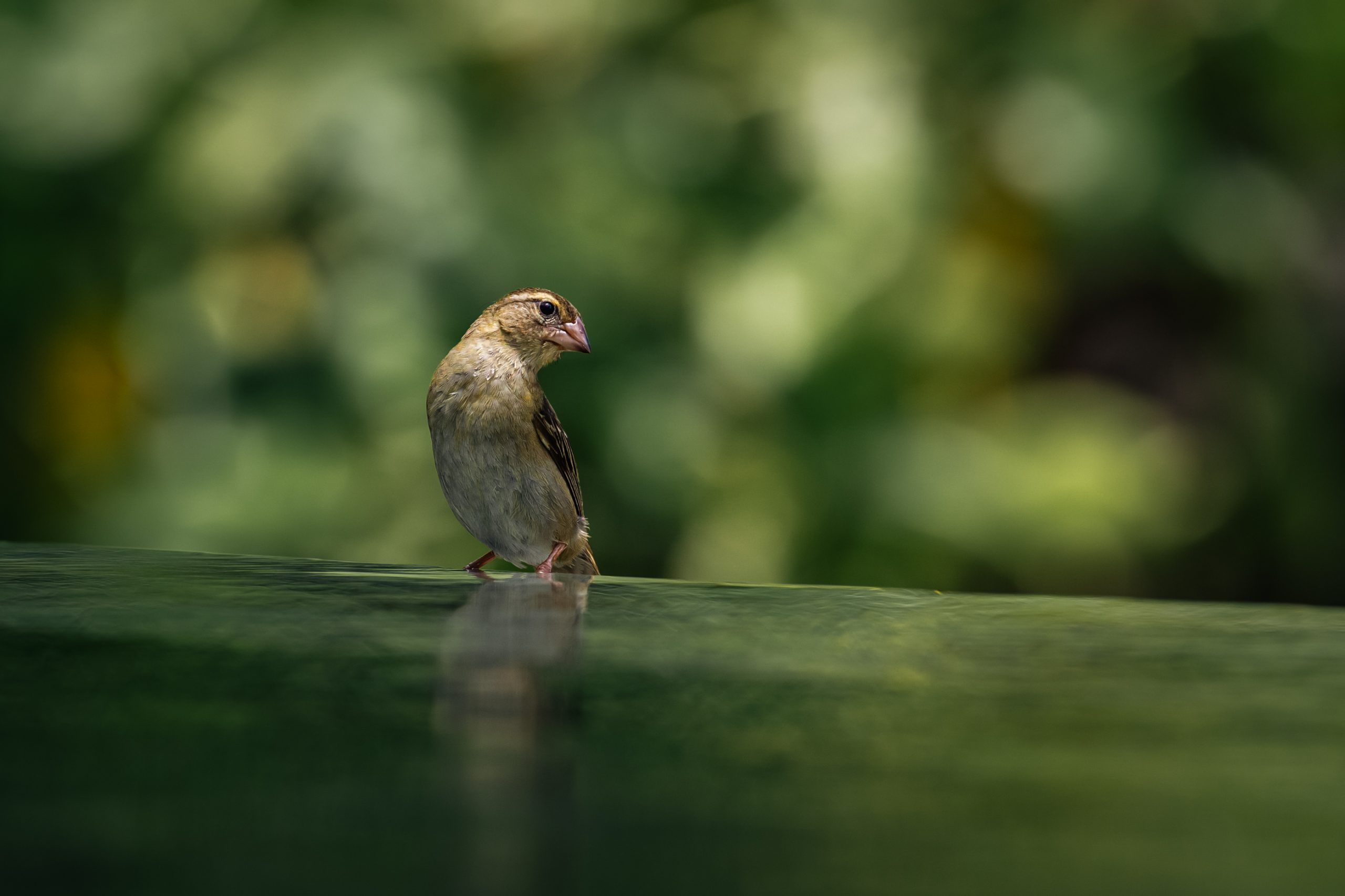 Verdier d’Europe au bain