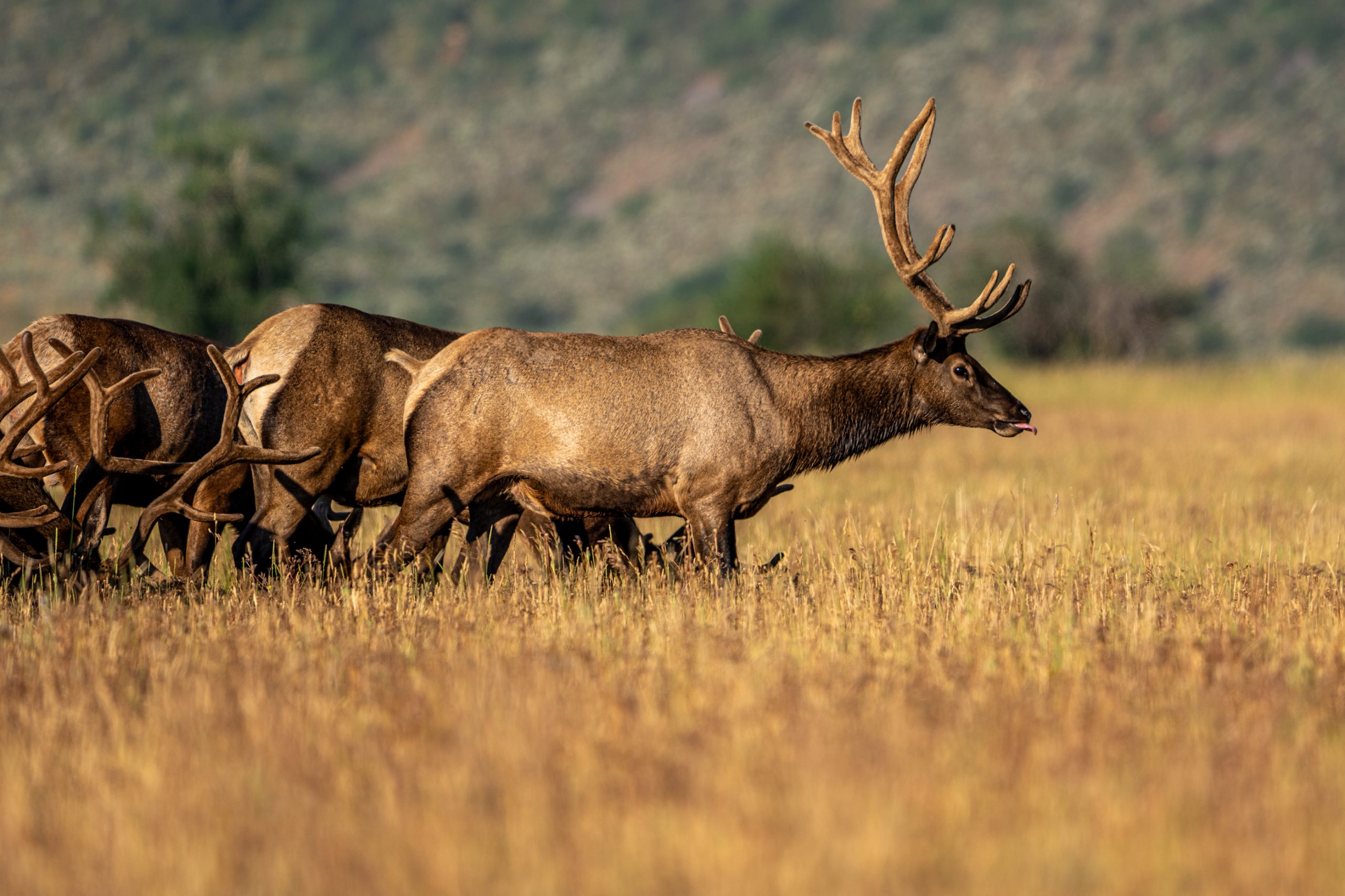 Wapitis dans la prairie dorée