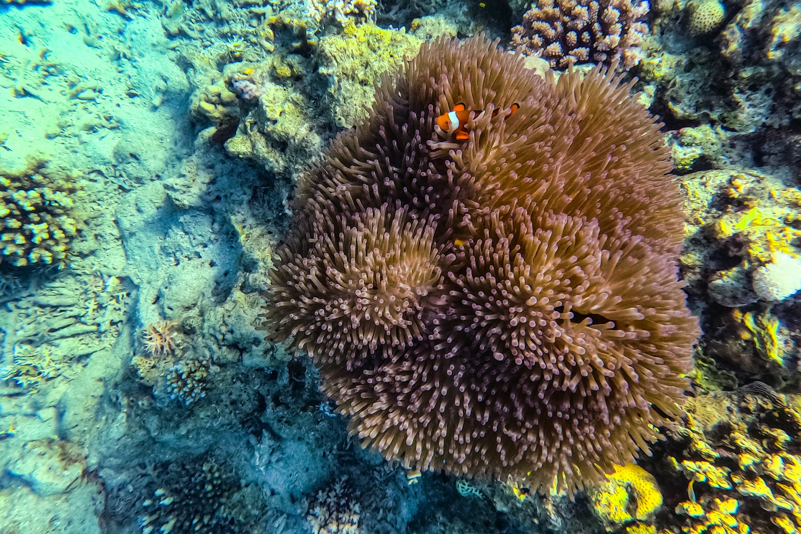 Amphiprion ocellaris et anémone