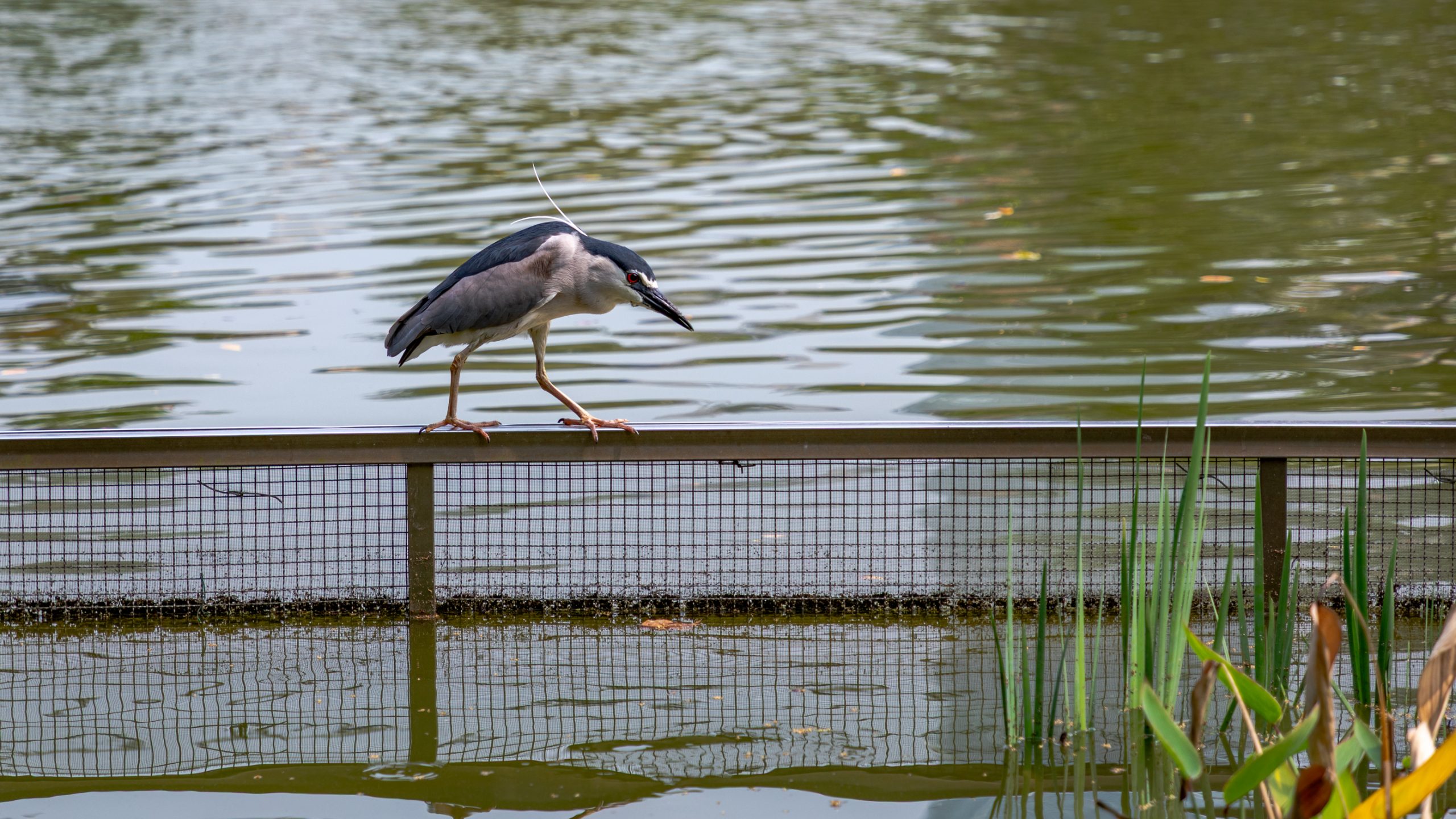 Bihoreau gris perché sur barrière