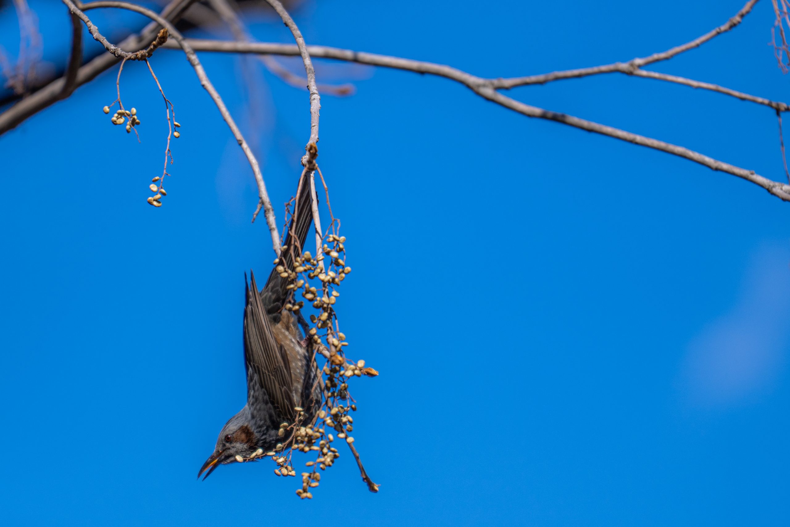 Bulbul Oreillard Suspendu Dévorant Baies
