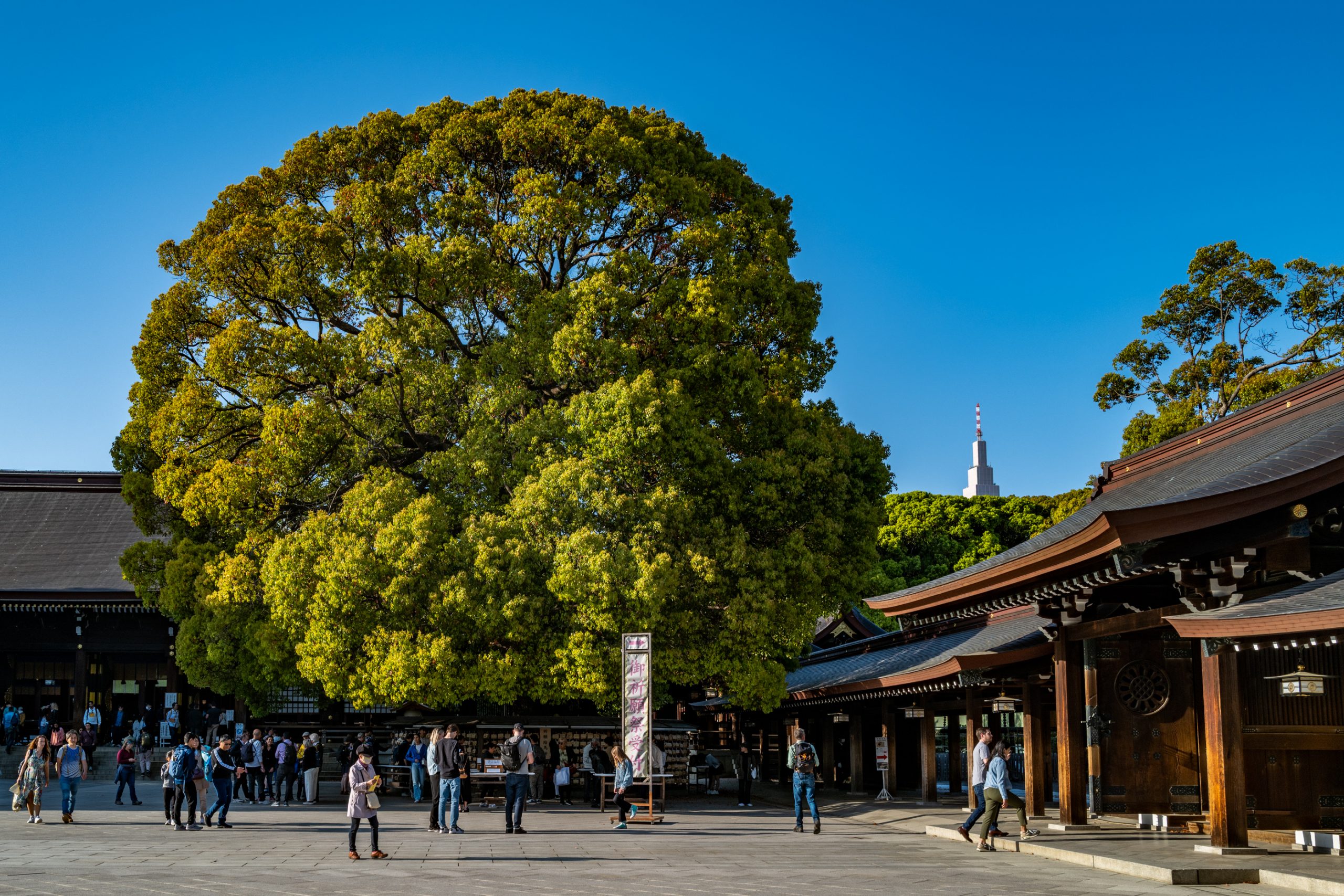 Camphrier géant du Meiji-jingu