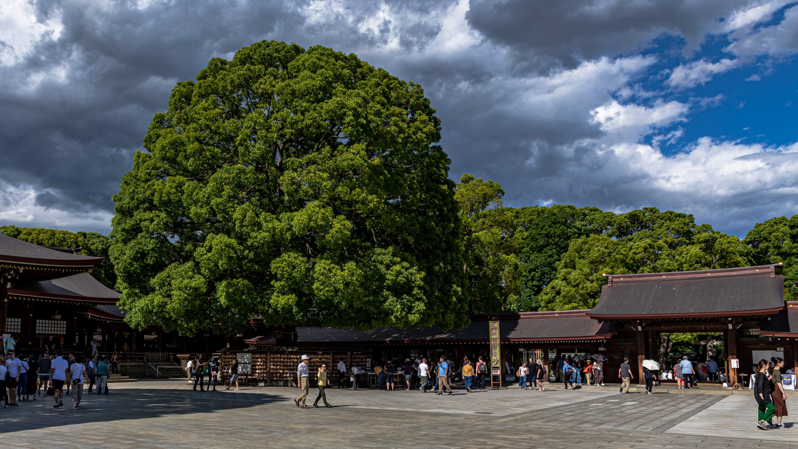 Camphrier géant du Sanctuaire Meiji