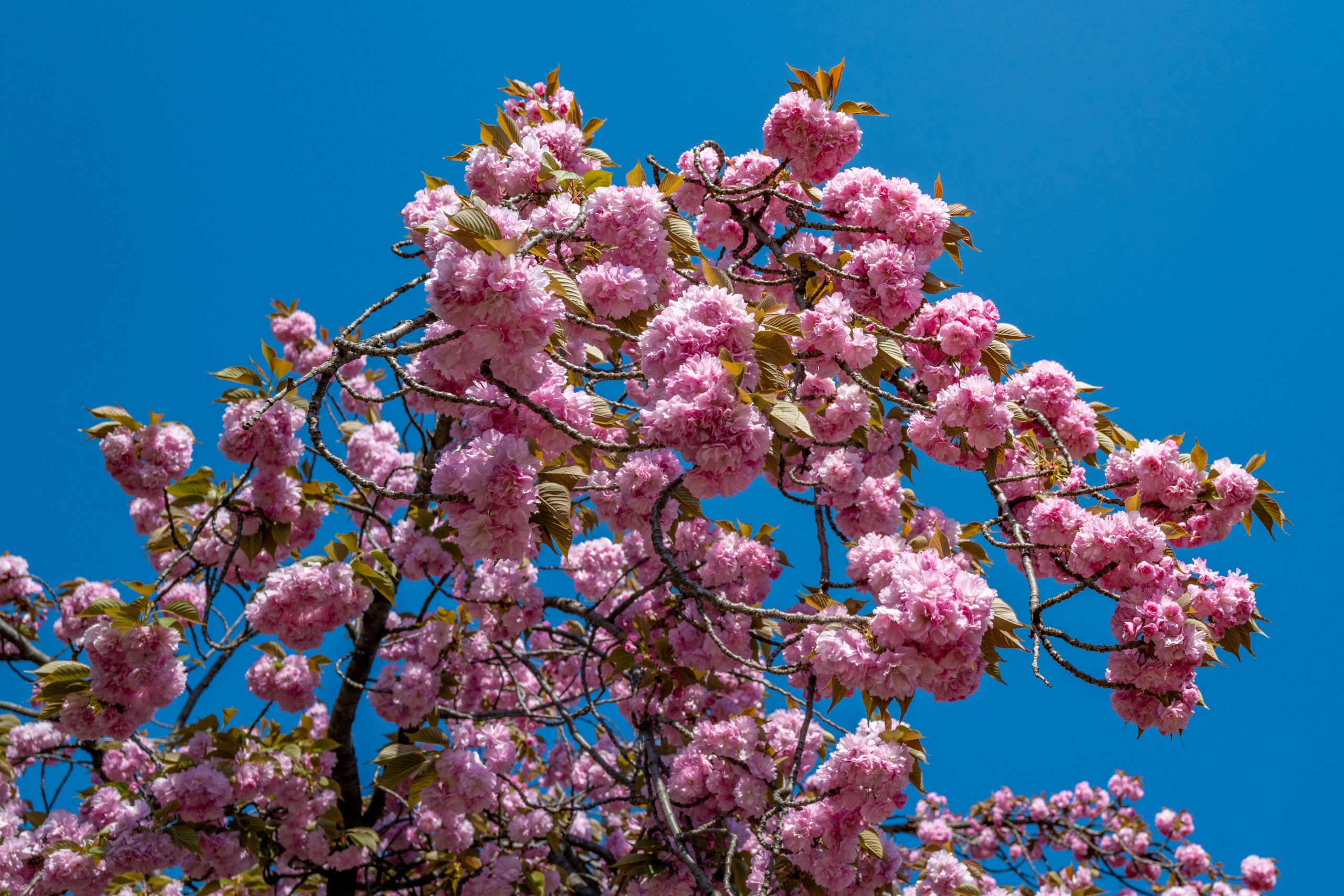 Cerisier du Japon en fleurs