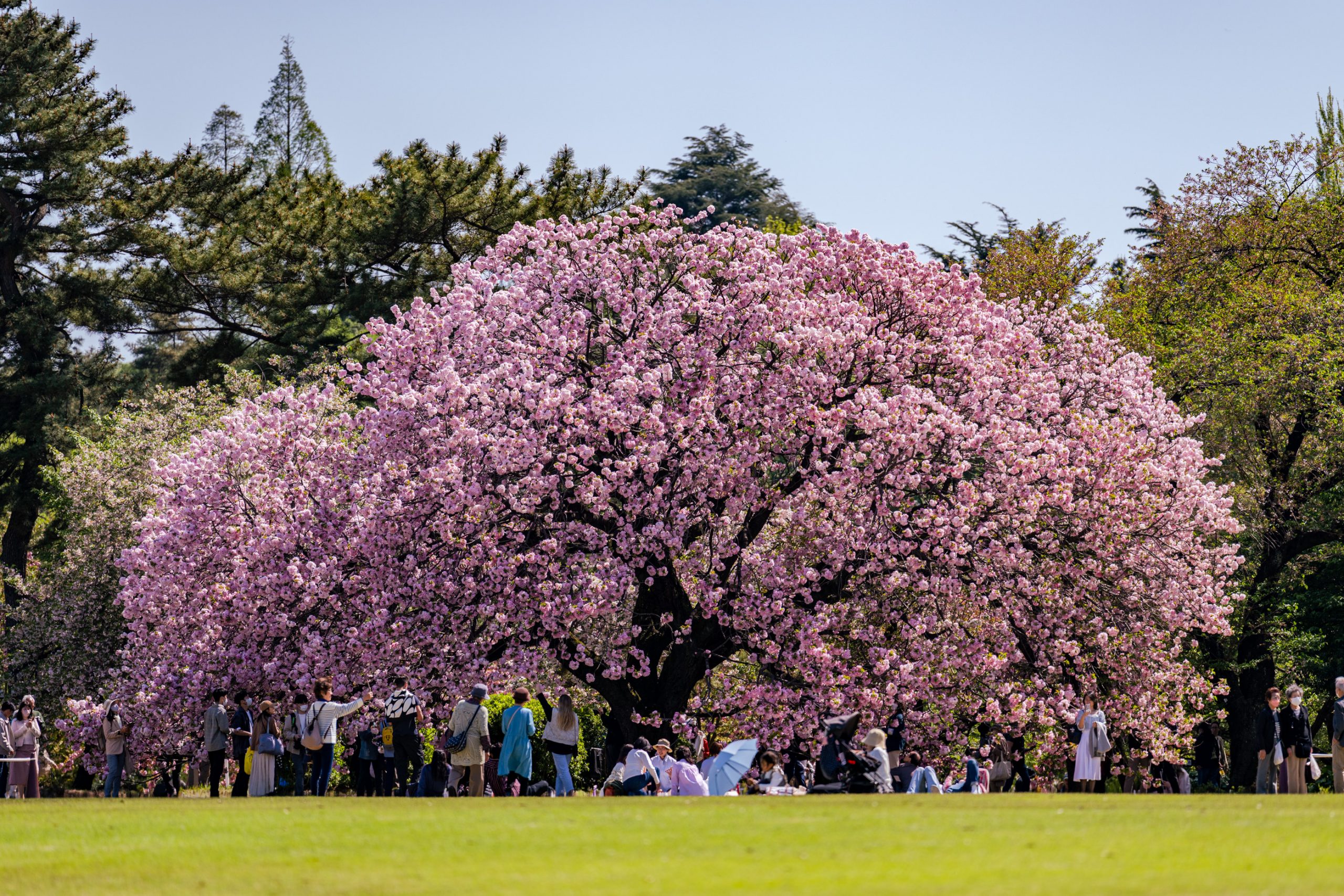 Cerisier du Japon en pleine floraison