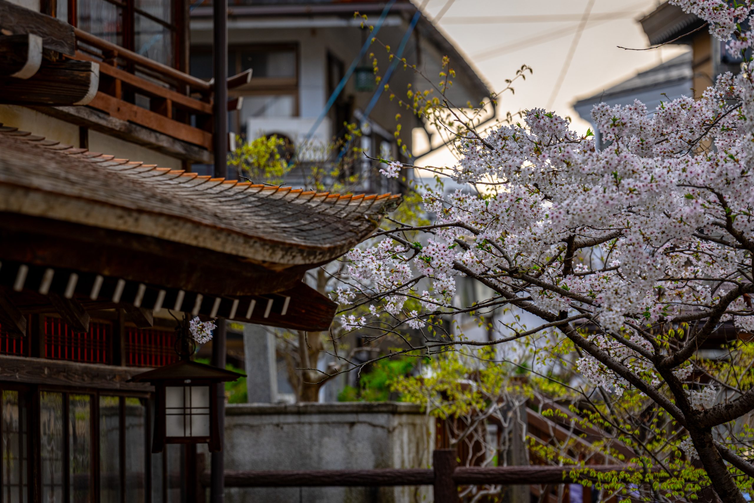 Cerisier en fleurs et sanctuaire Shinto