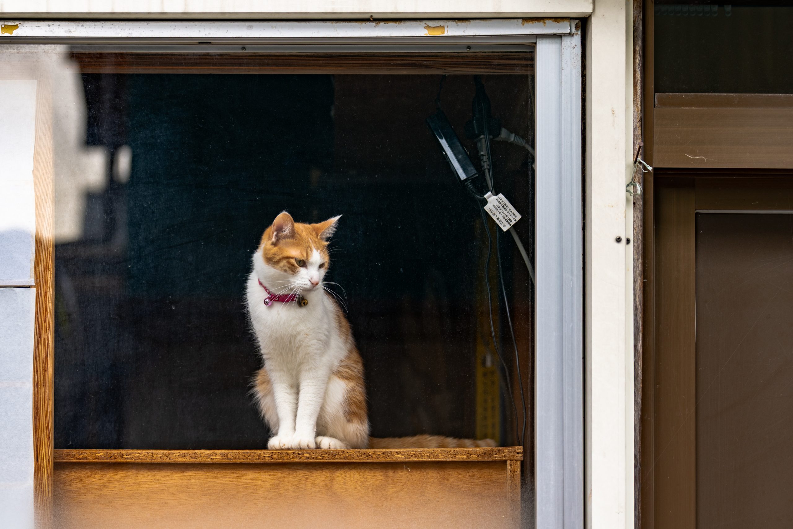 Chat blanc roux à la fenêtre