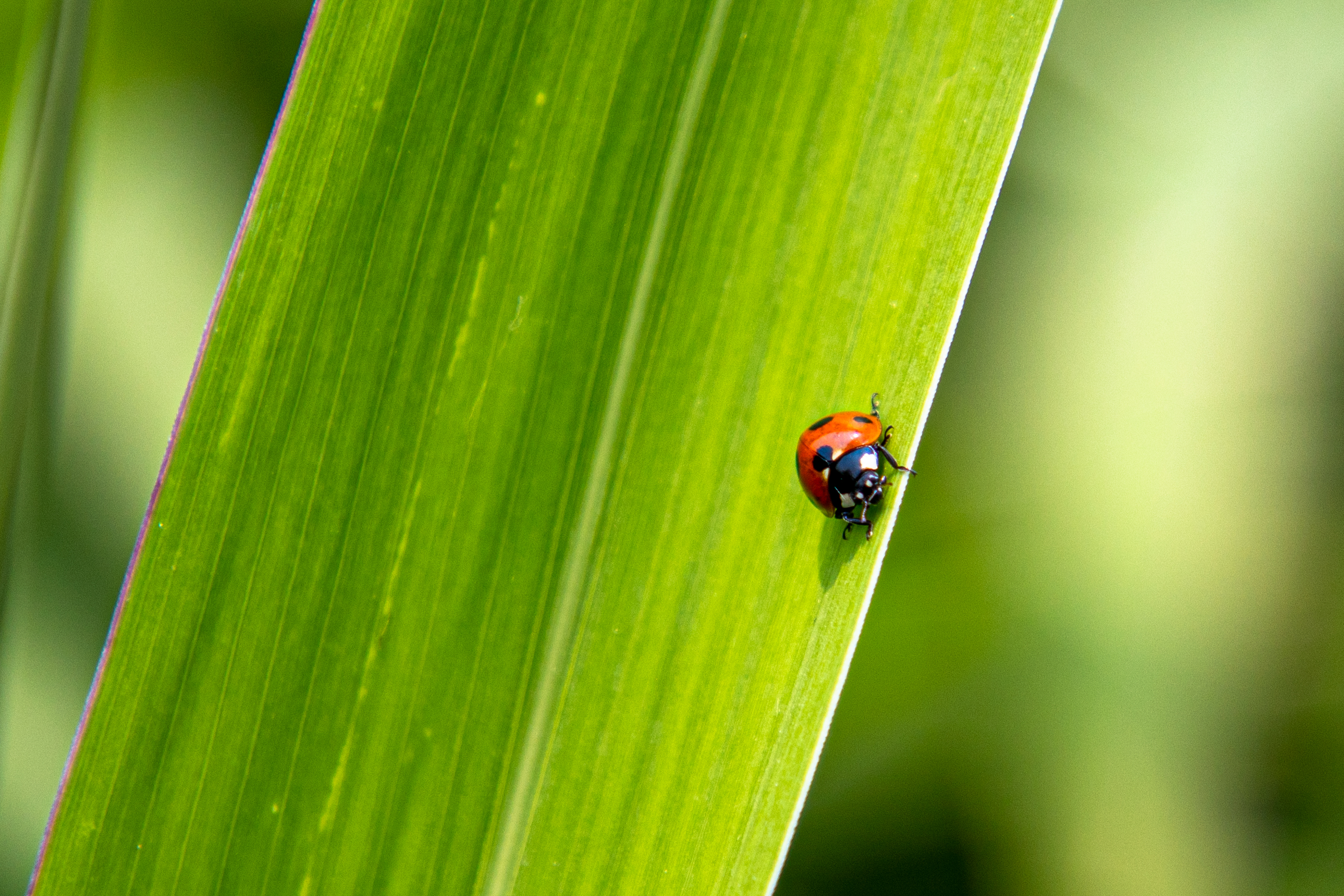 Coccinelle à sept points sur herbe