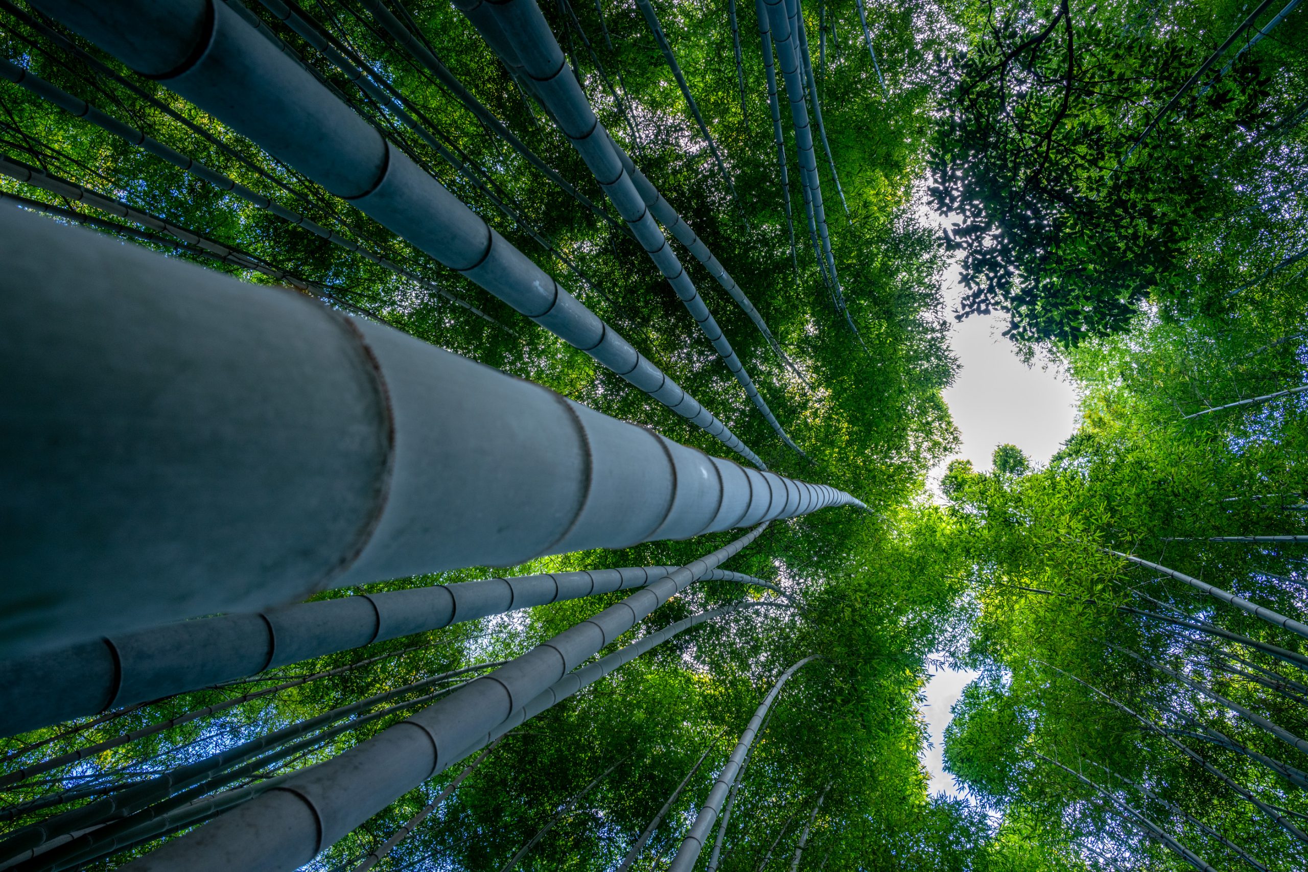Colonnes de bambou vers le ciel