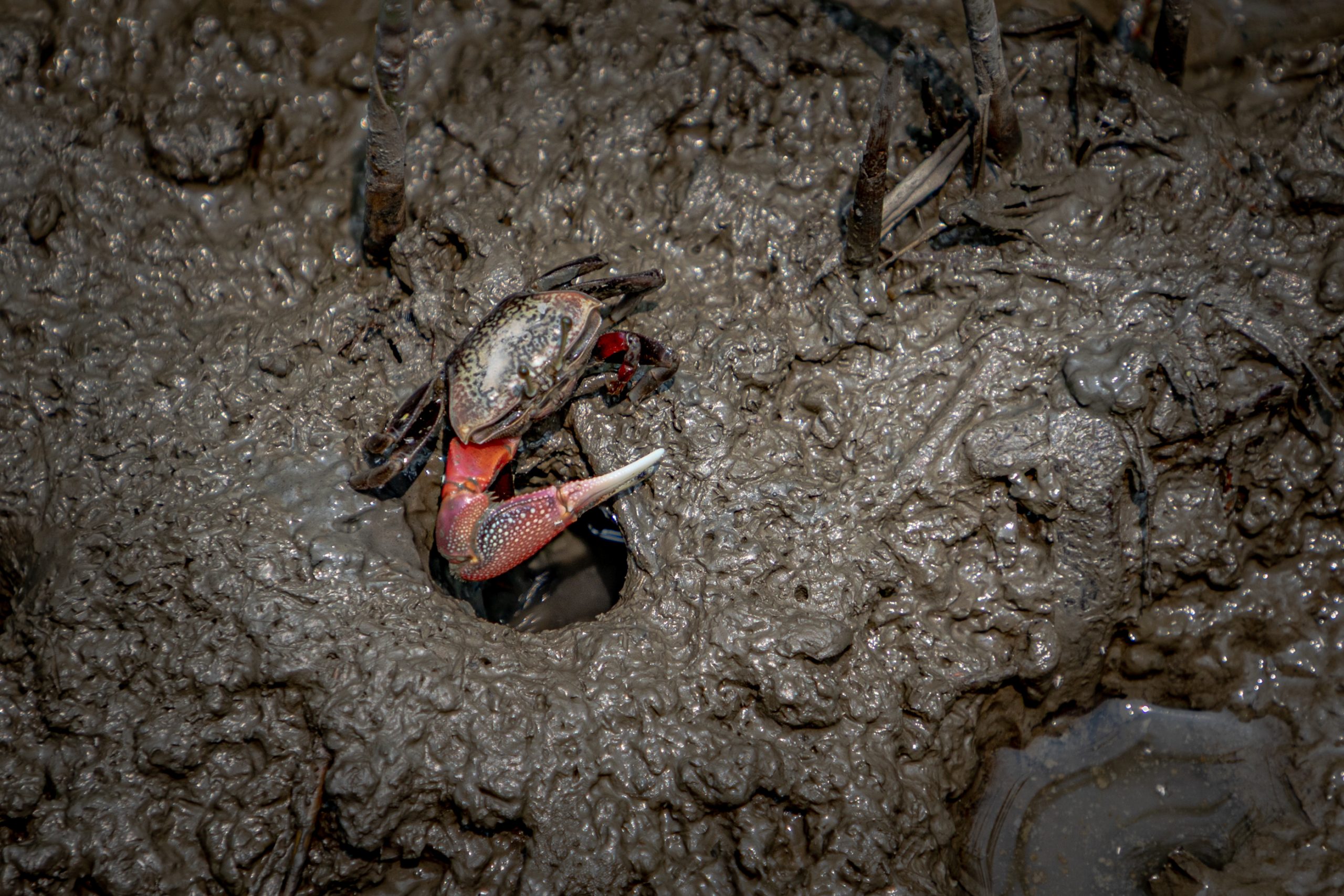 Crabe Violiniste en Boue de Mangrove