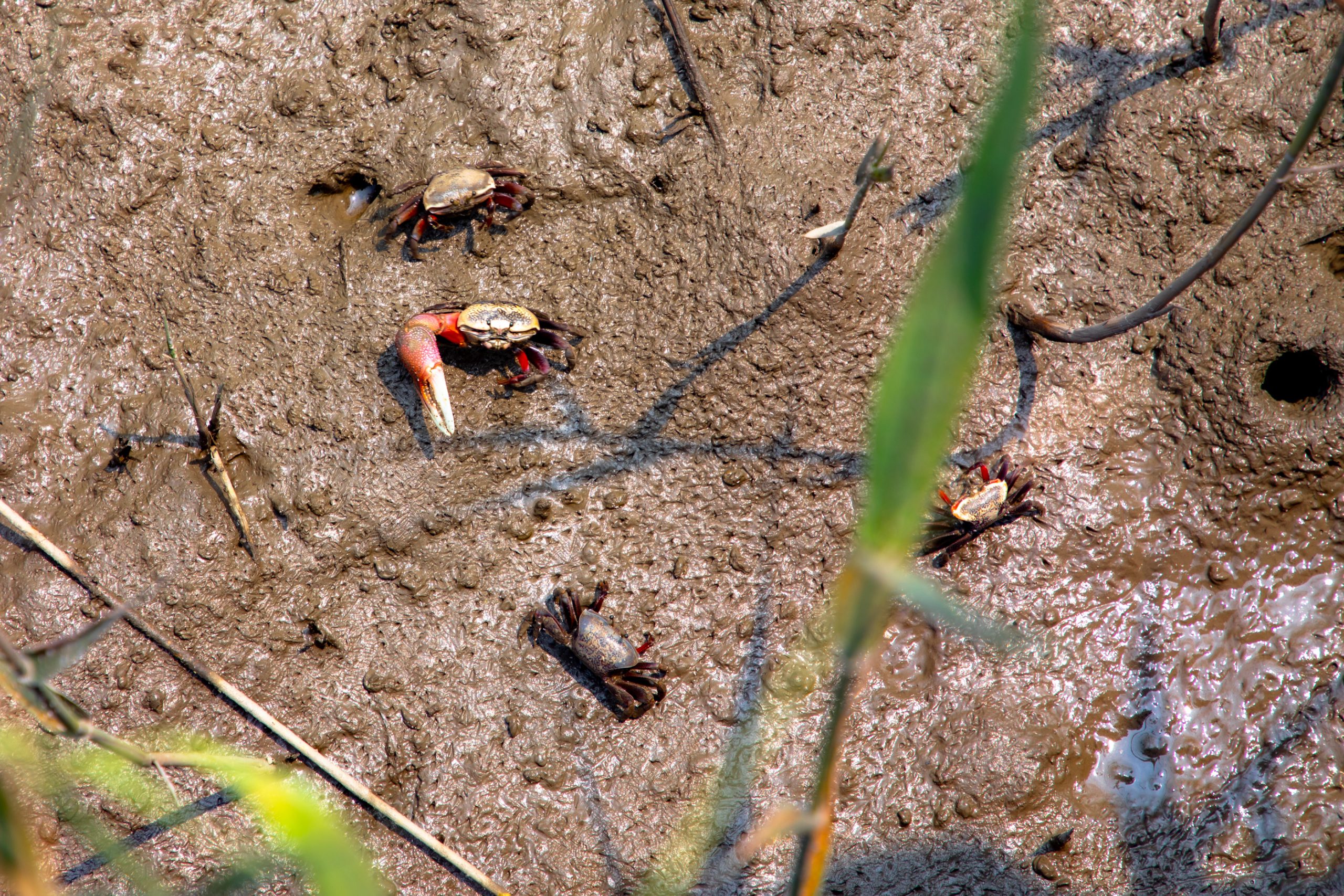 Crabes Violonistes Sur Vasière