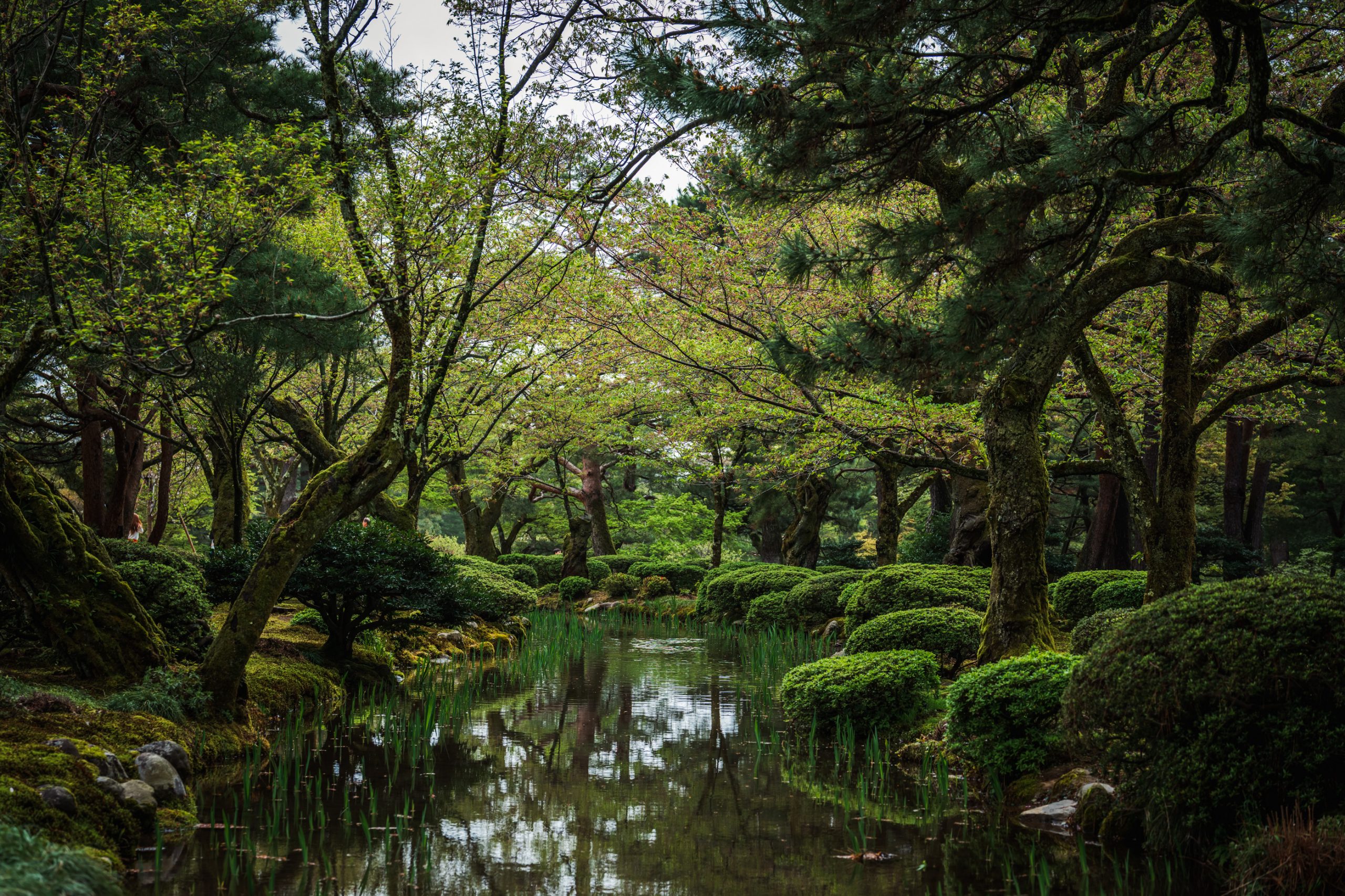 Étang du jardin japonais