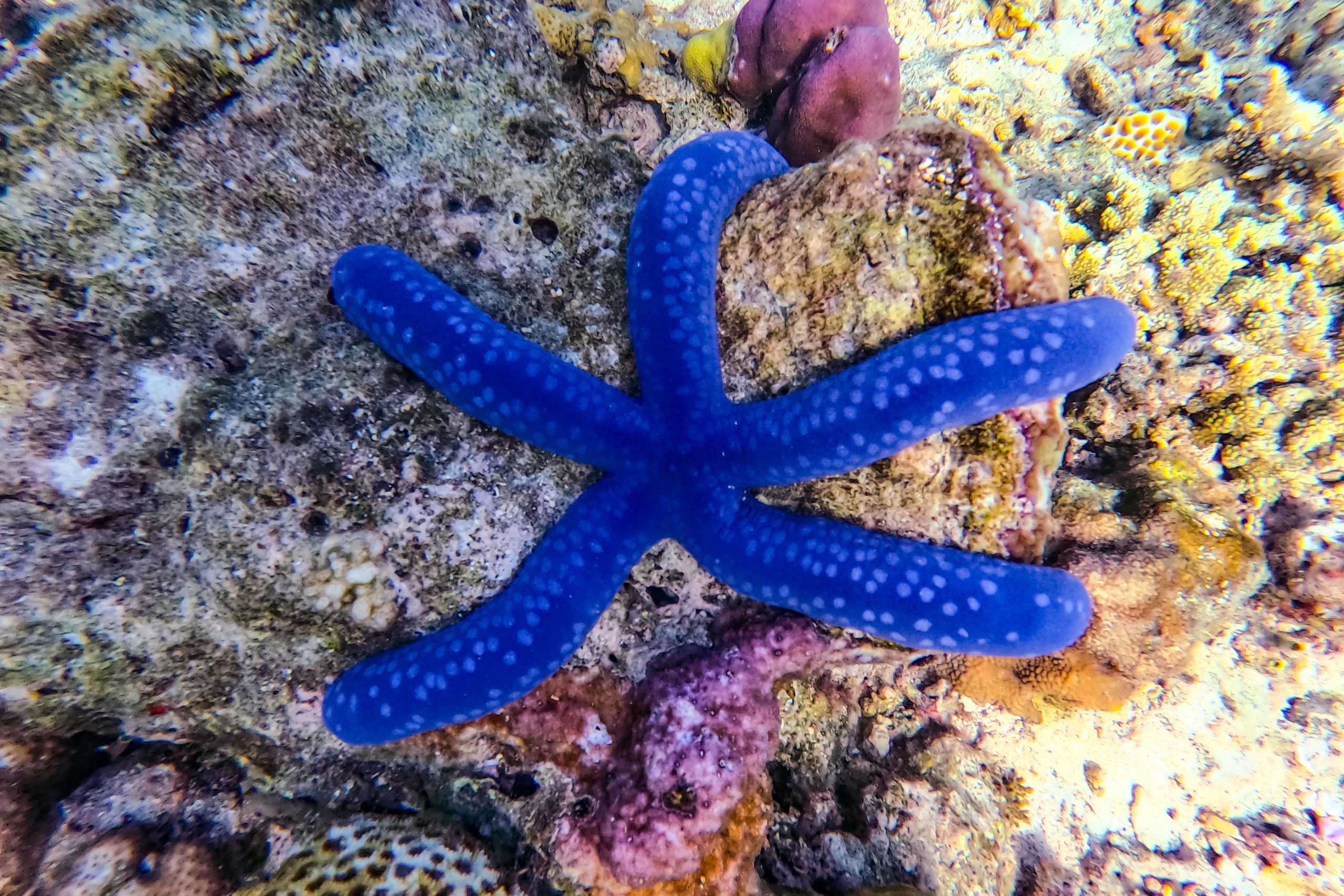 Étoile de mer Linckia laevigata