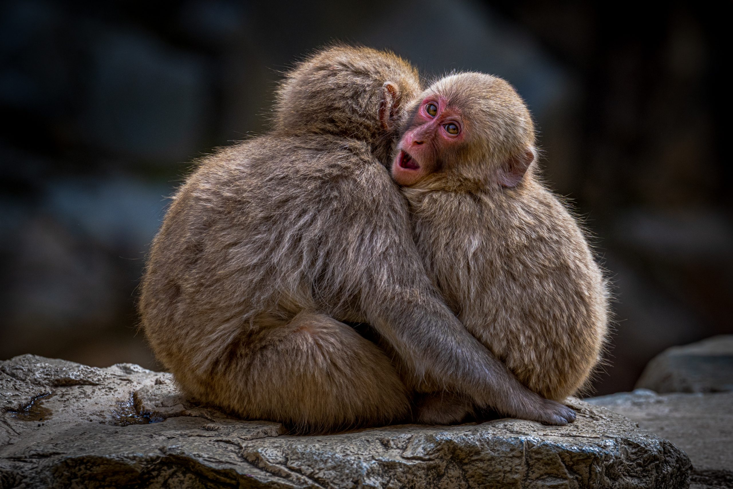 Étreinte de macaques japonais