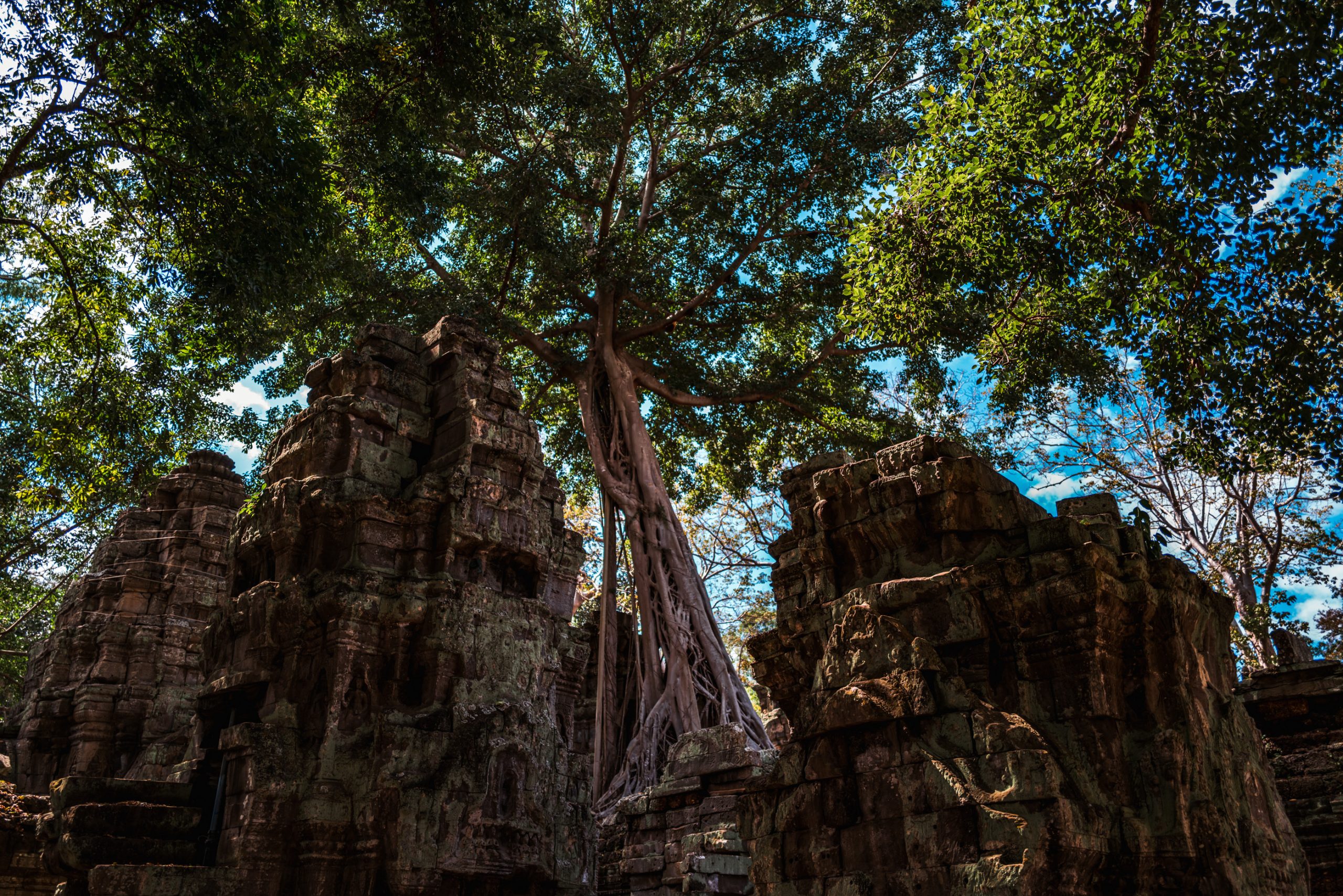 Étreinte du Ficus à Ta Prohm