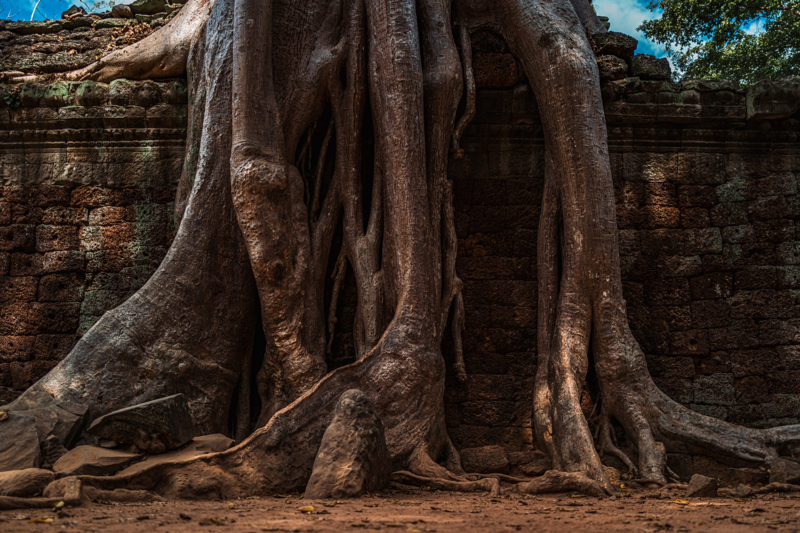 Figuier étrangleur s'enlace à Ta Prohm
