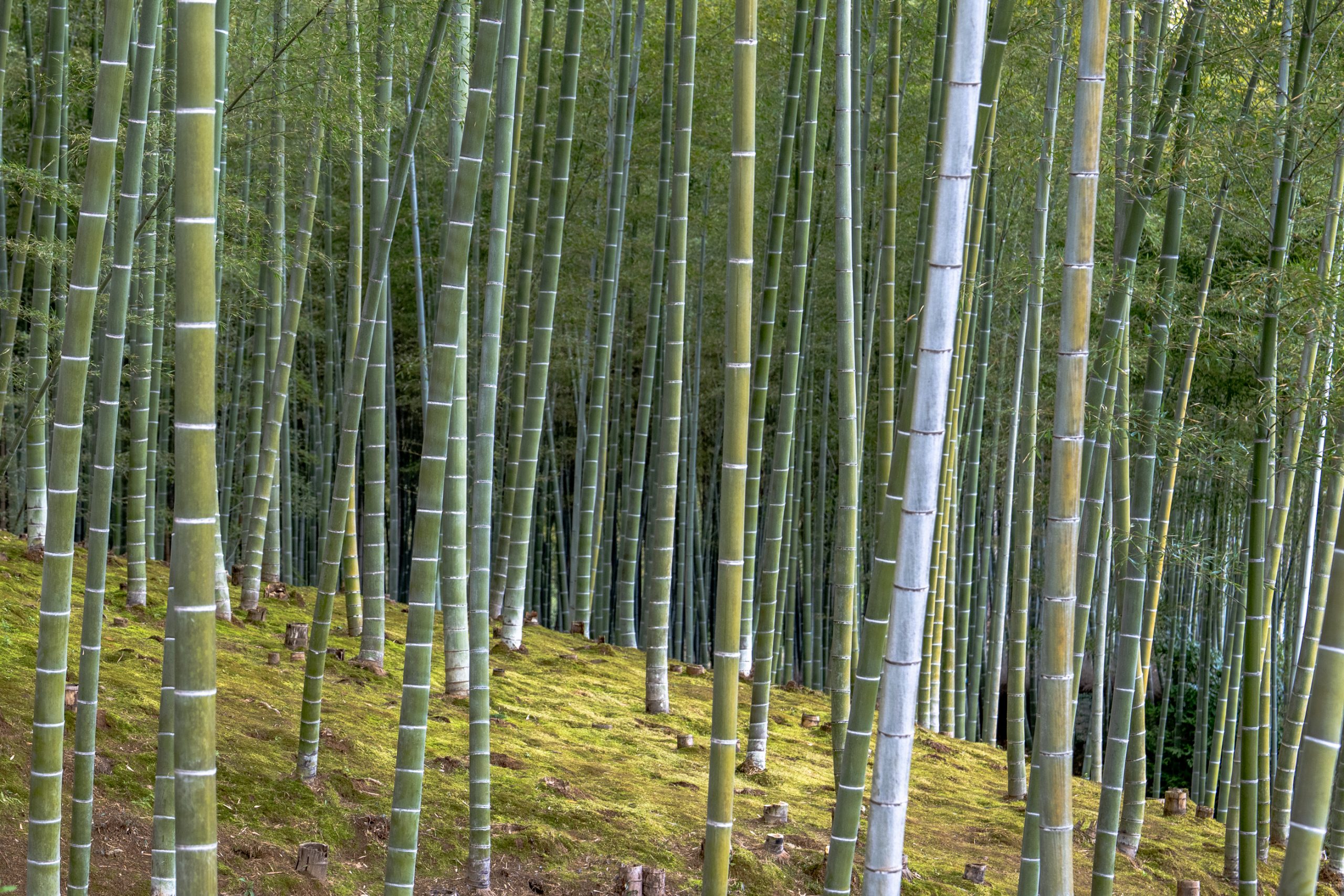 Forêt de Bambous Japonais