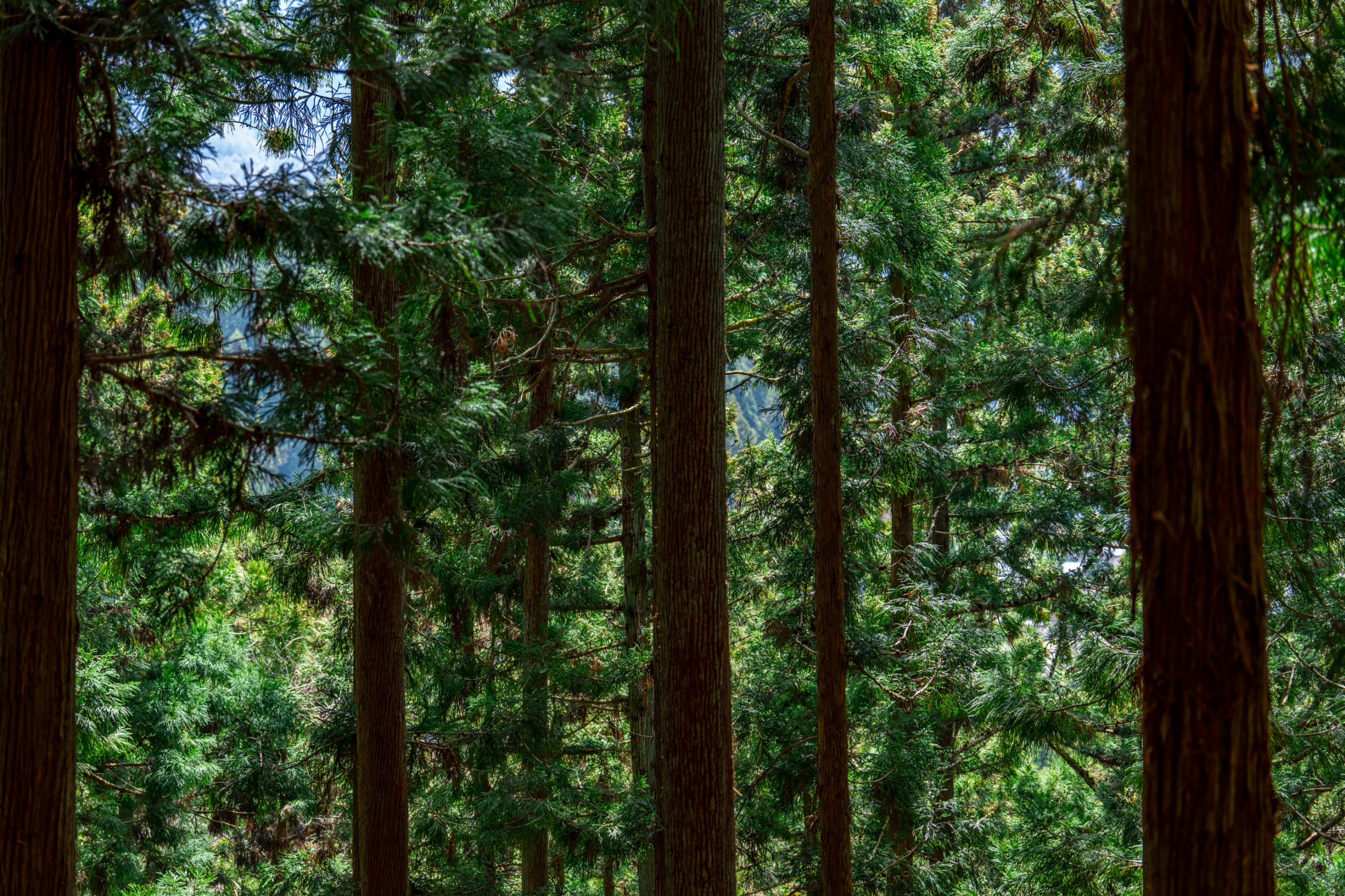 Forêt de cèdres du Japon