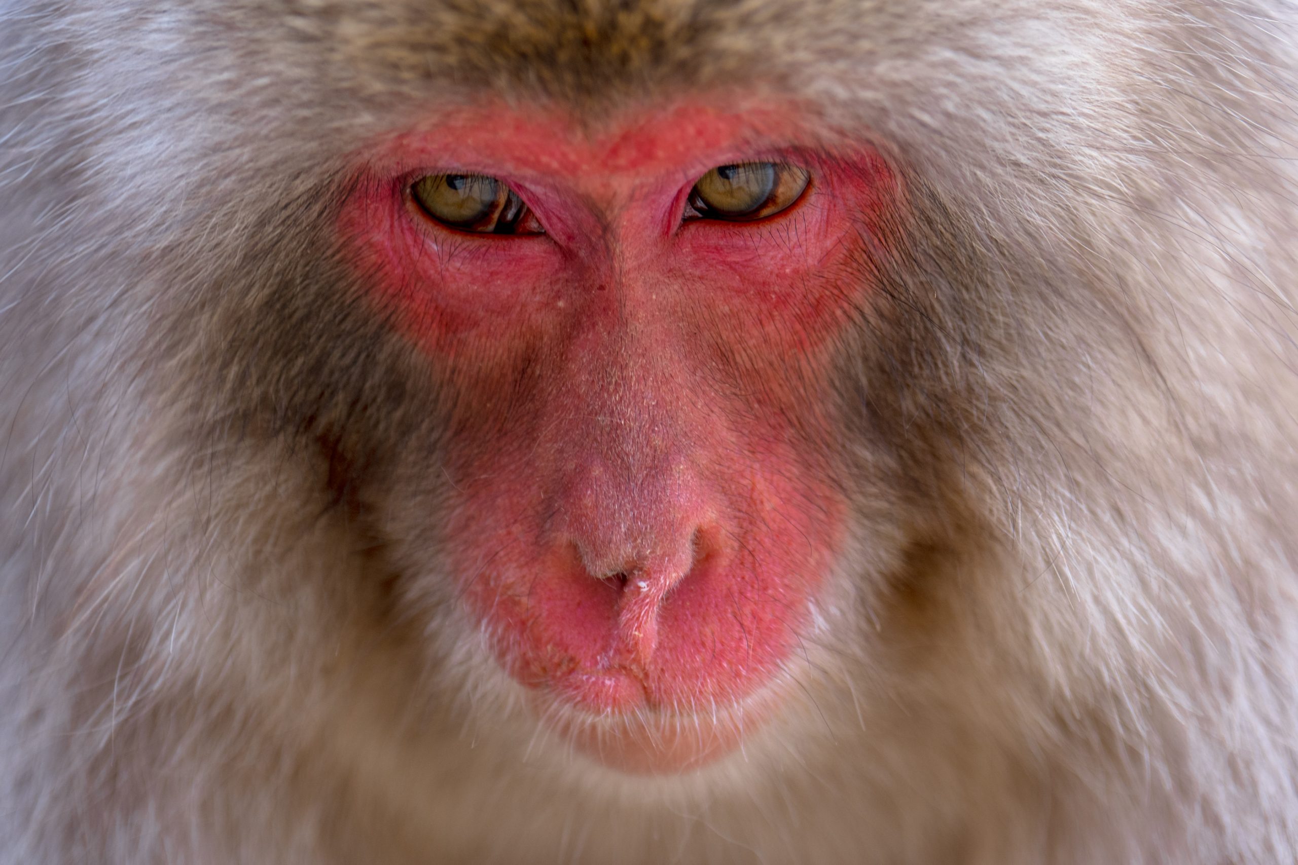 Gros plan de macaque japonais