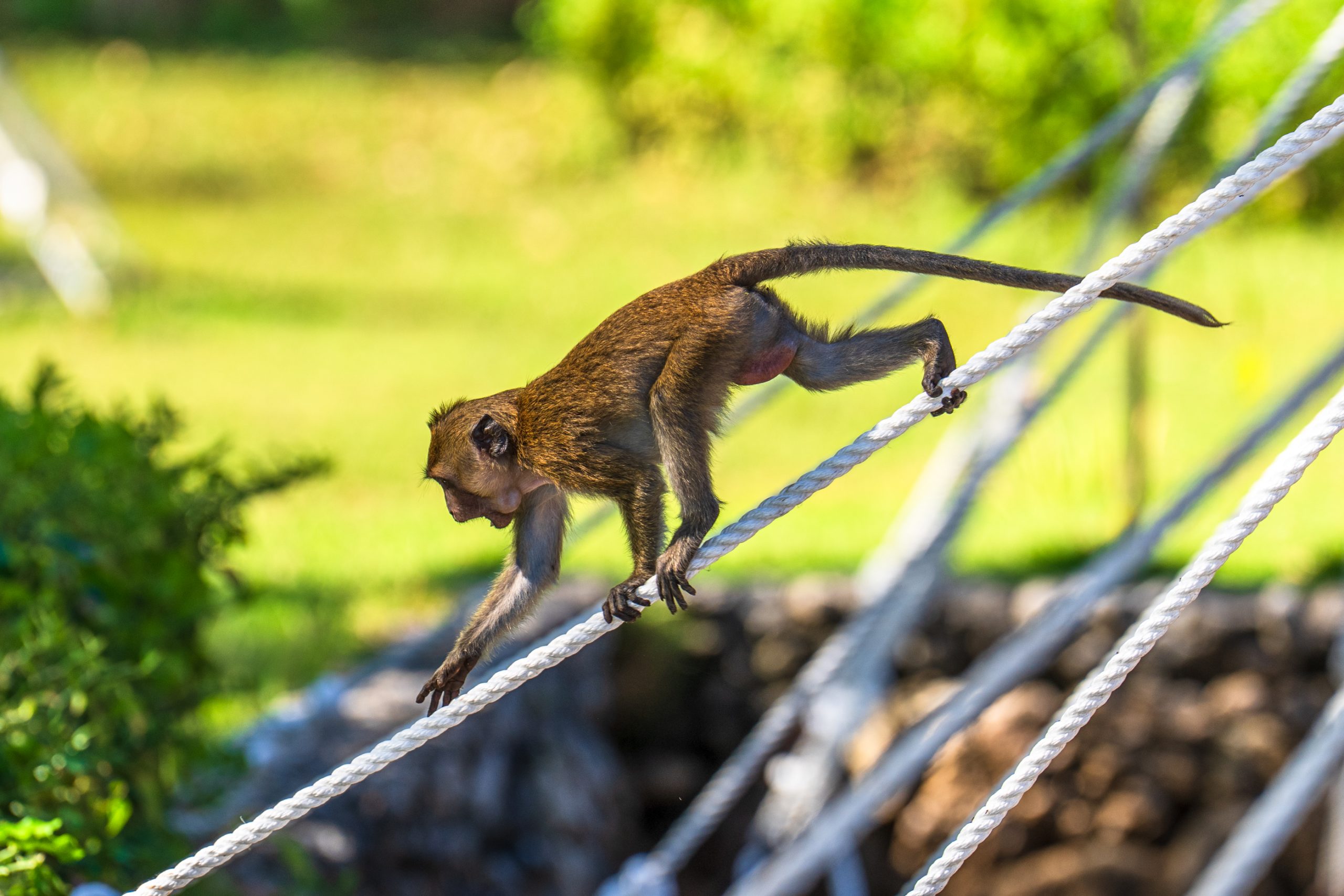 Jeune Capucin Brun sur Corde