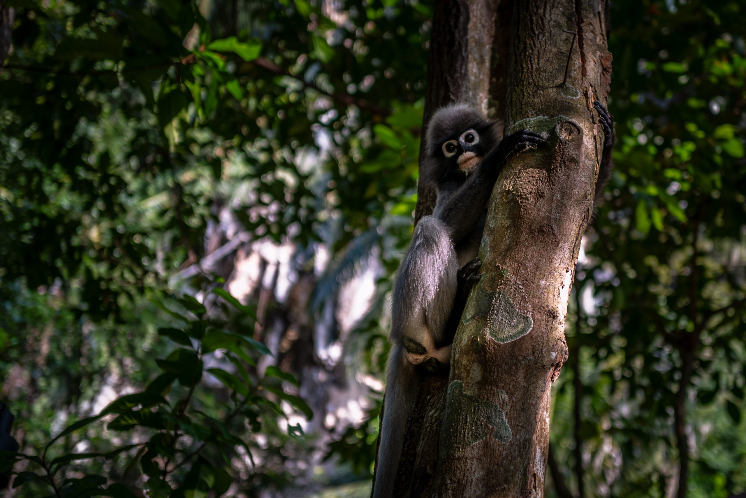 Langur à lunettes sur tronc d’arbre