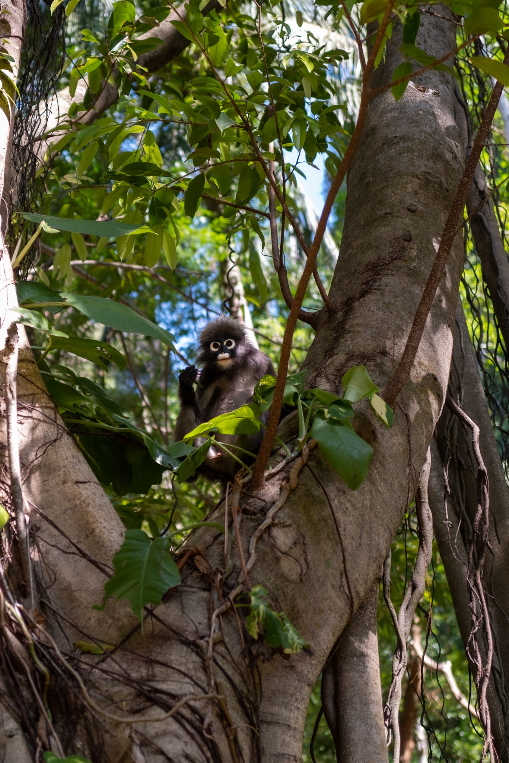 Lutung à Lunettes dans la Canopée