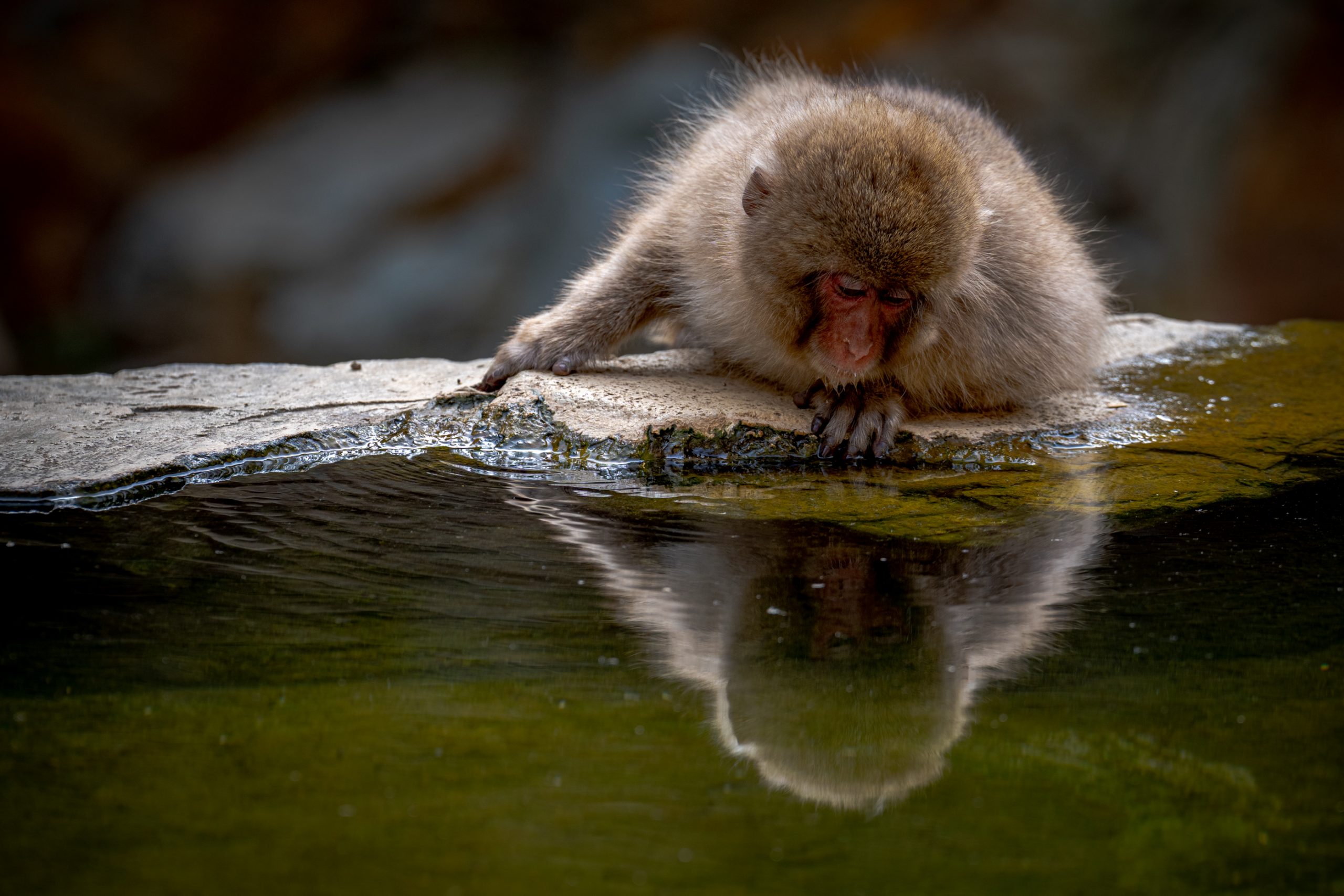 Macaque Japonais Contemplant Son Reflet